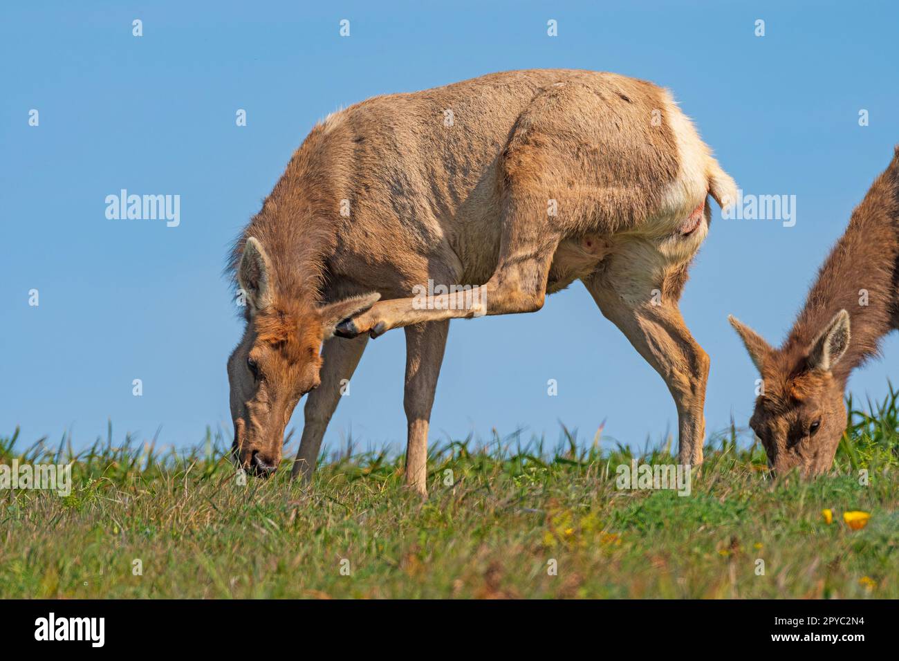 Tule Elk kratzen und essen Stockfoto
