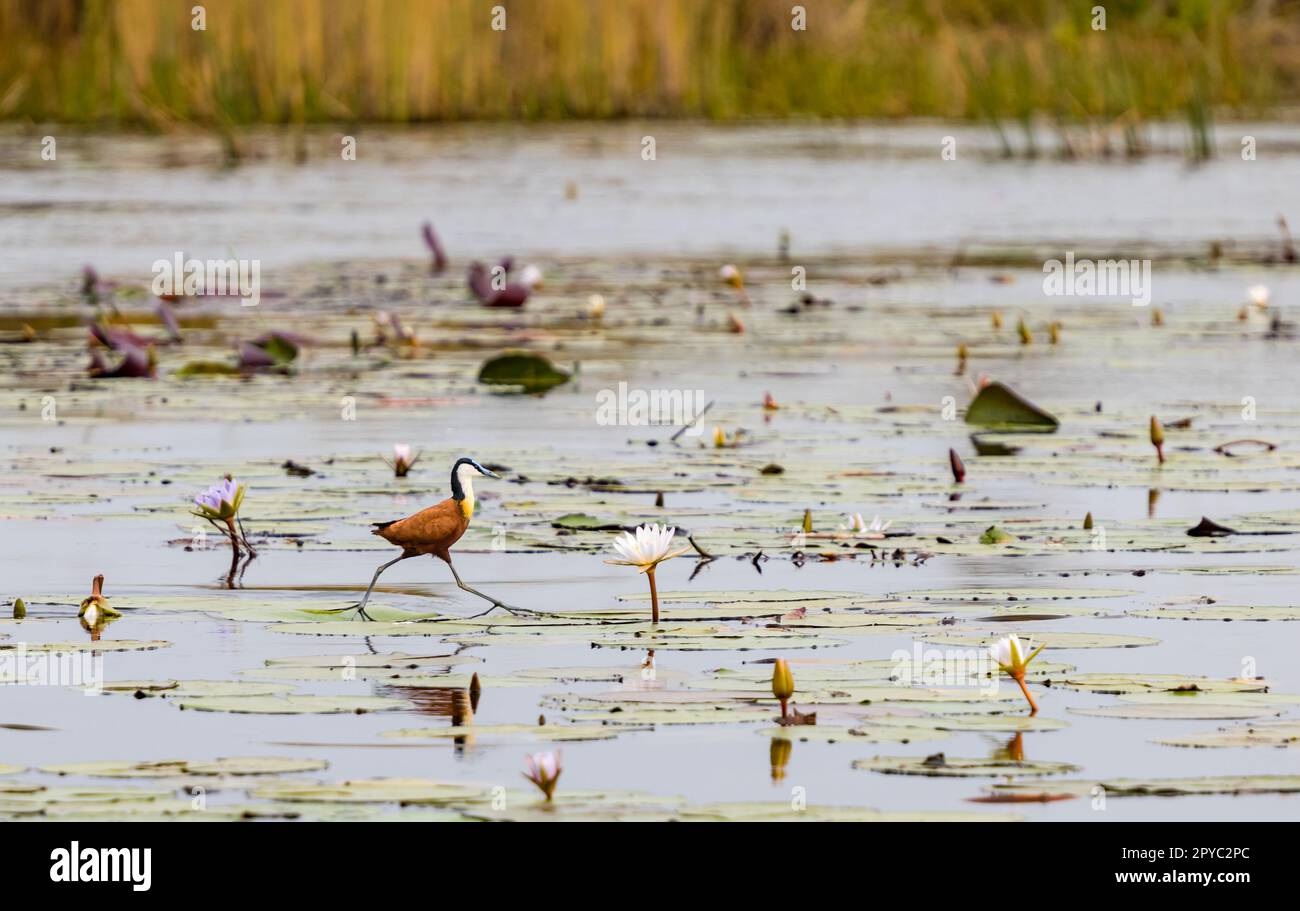 Ein afrikanischer Jakana oder Jesus Vogel (Actophilornis africanus), der auf Lilienfüßen, Okavanga Delta, Botsuana, Afrika läuft Stockfoto