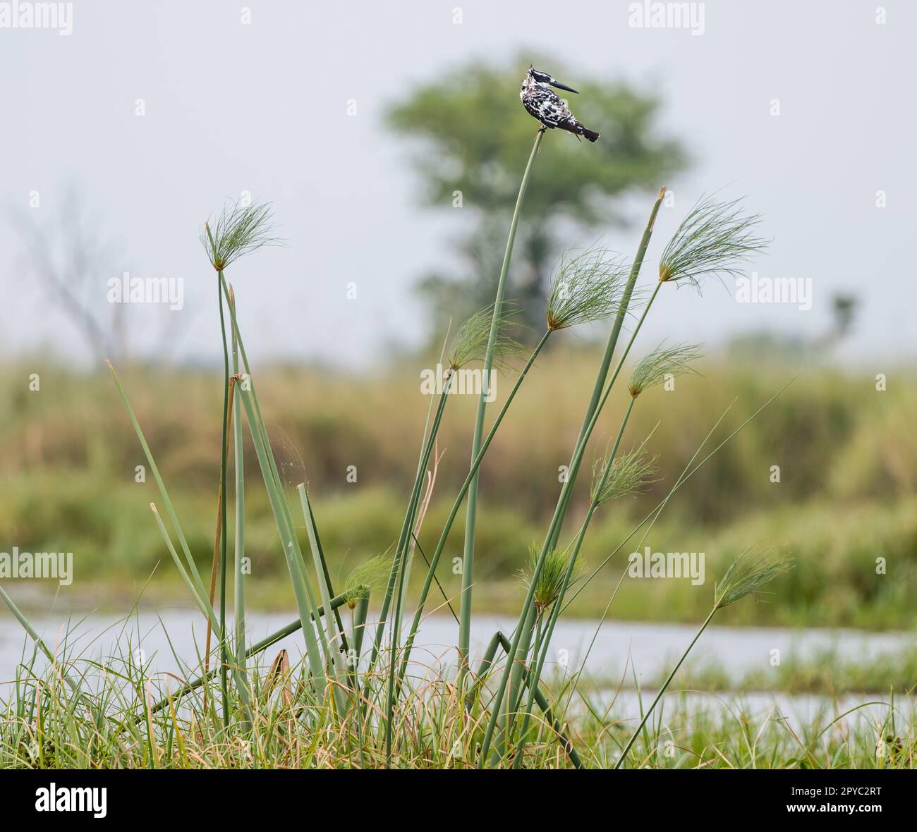 Ein Rattenfischer (Ceryle rudis) auf einem Schilfstiel, Okavanga Delta, Botsuana, Afrika Stockfoto