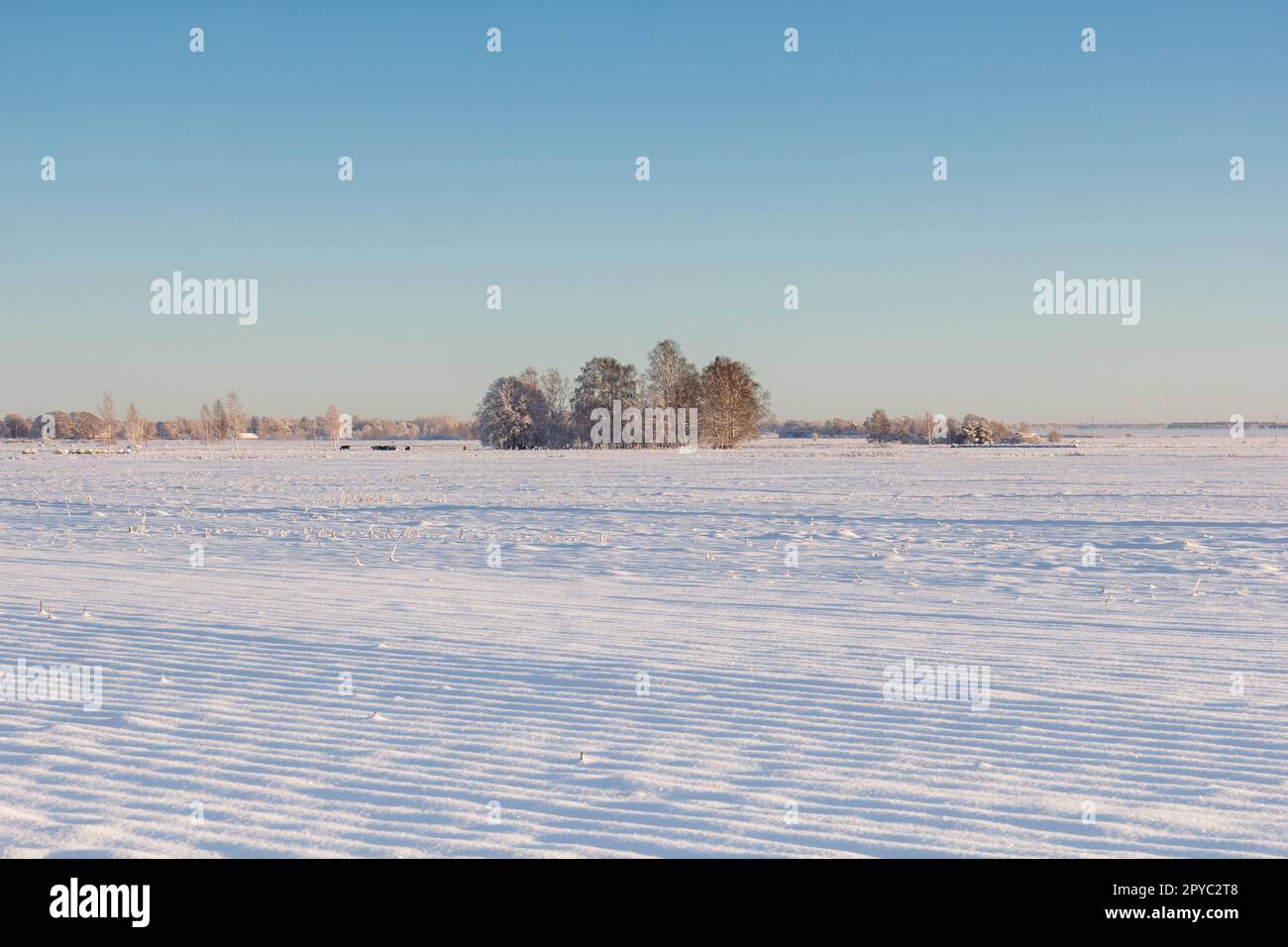 Winterlandschaft. Schneebedecktes Feld Stockfoto