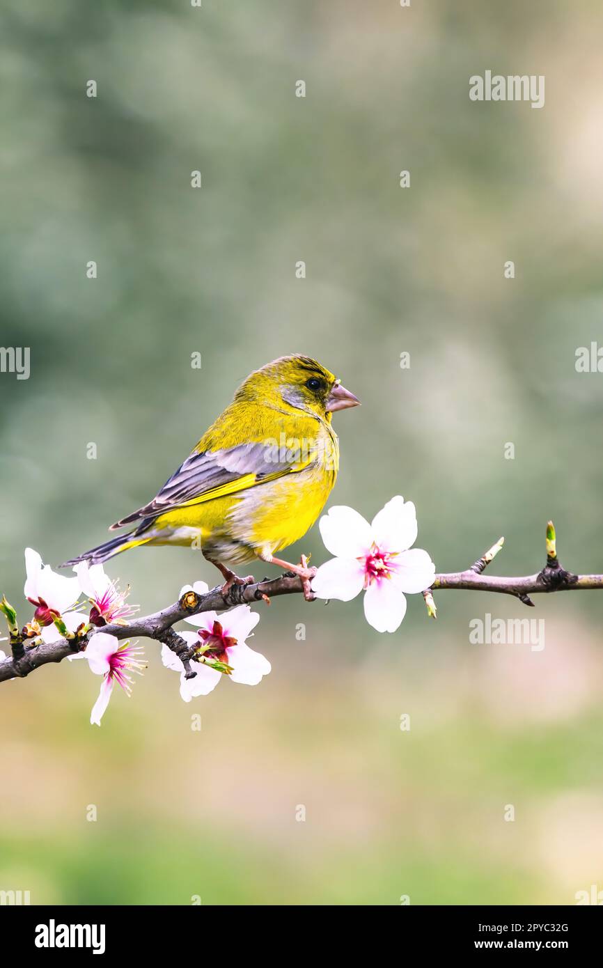 Europäischer Greenfinch – der europäische Greenfinch oder einfach Greenfinch Stockfoto