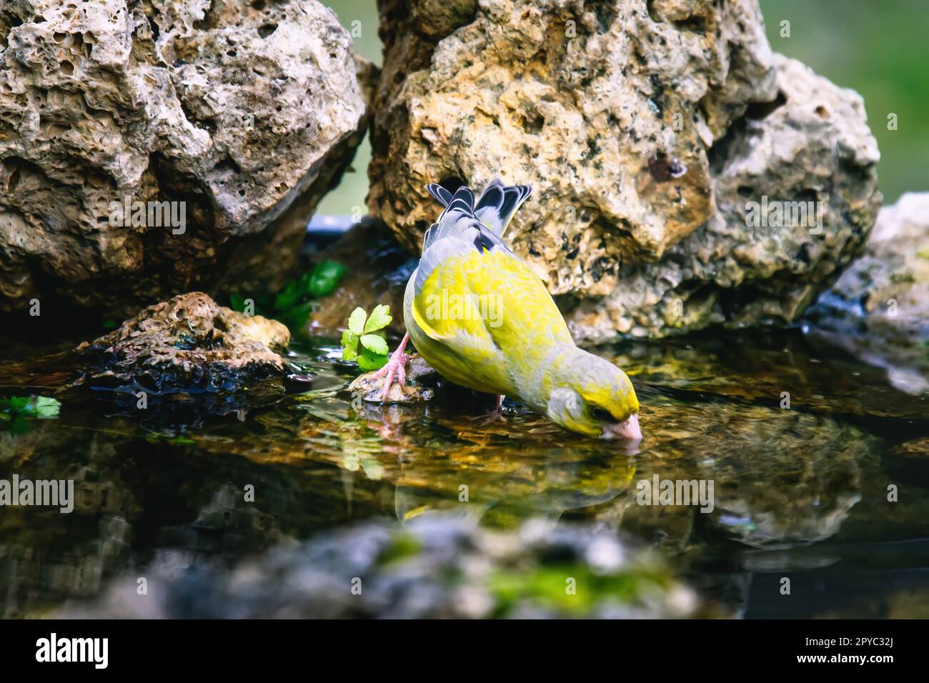 Europäischer Greenfinch – der europäische Greenfinch oder einfach Greenfinch Stockfoto