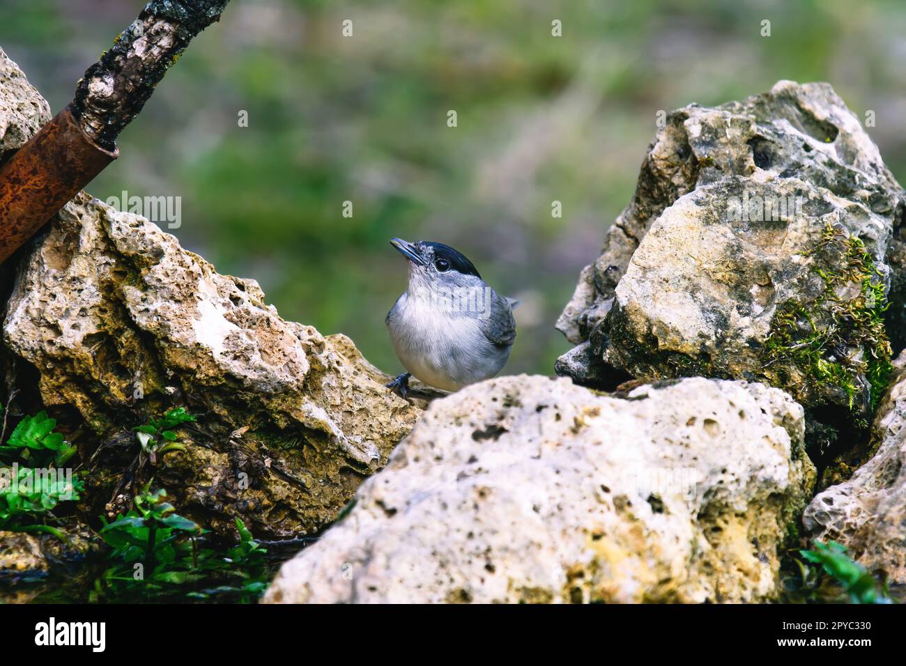 Die Kohlmeise (Parus major) ist ein Schmetterling (Tagfalter) aus der Familie Paridae Tit. Stockfoto