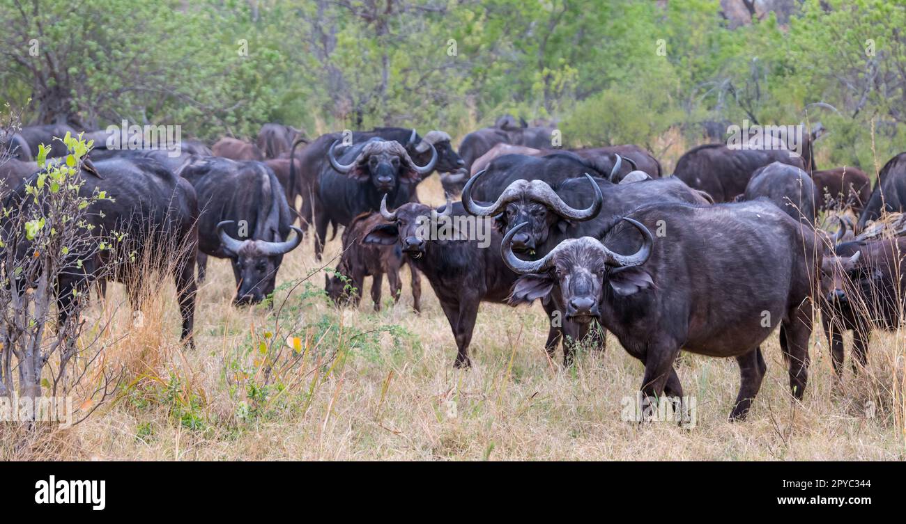 Eine Herde afrikanischer Büffel (Syncerus caffer) im Okavanga-Delta, Botsuana, Afrika Stockfoto