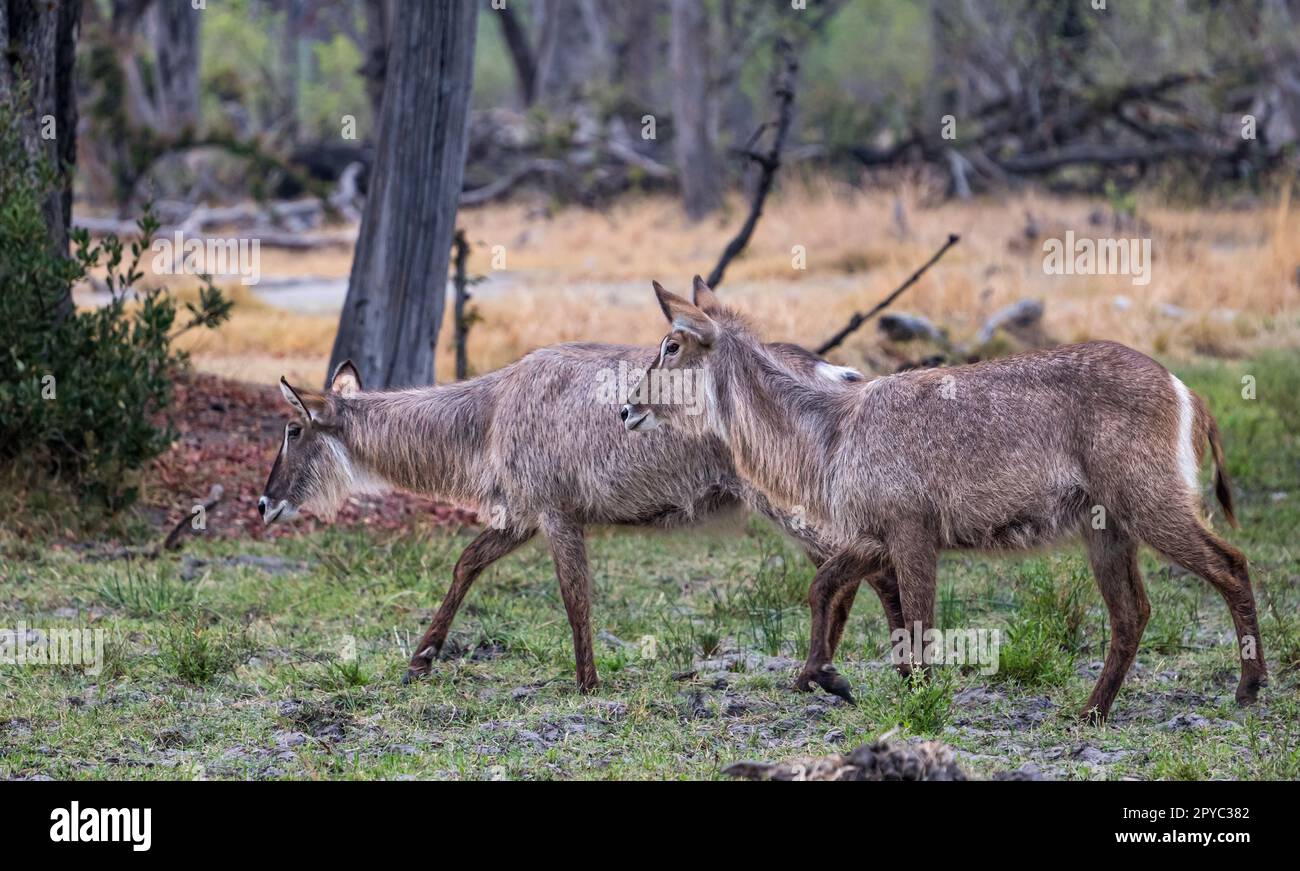 Ein Paar Buschbock-Antilopen (Tragelaphus sylvaticus), Okavanga Delta, Botsuana, Afrika Stockfoto