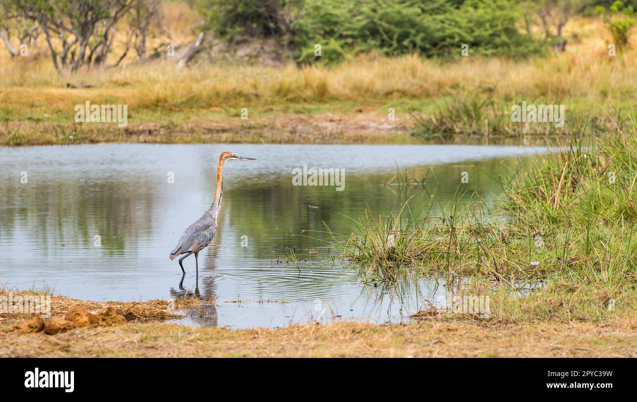 Ein Goliath oder Riesenreiher (Ardea goliath) an einem Wasserloch, Okavanga Delta, Botsuana, Afrika Stockfoto