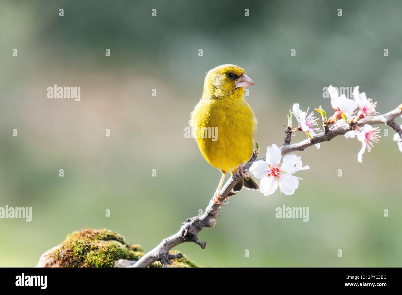 Europäischer Greenfinch – der europäische Greenfinch oder einfach Greenfinch Stockfoto