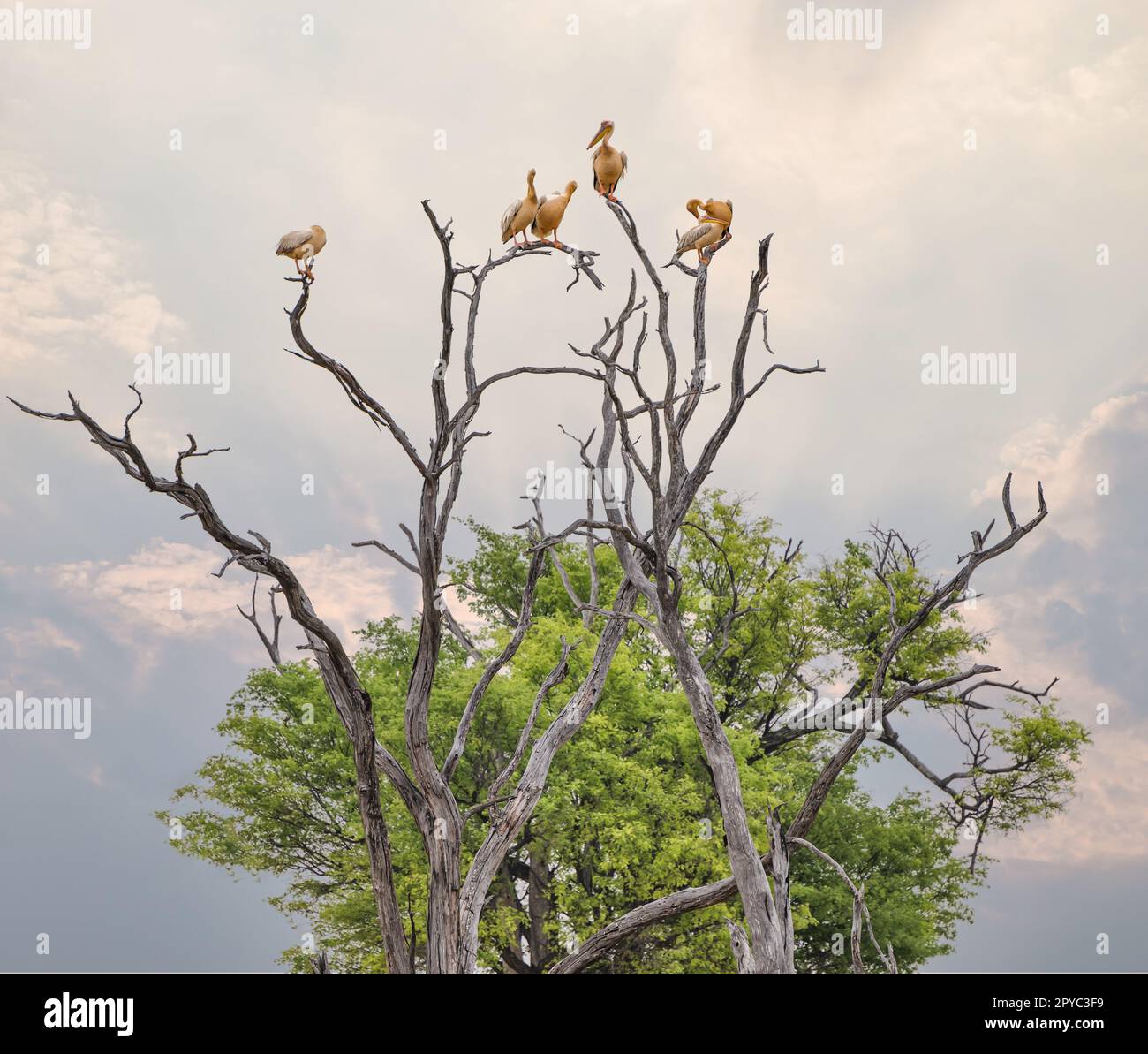 Eine Gruppe großer weißer Pelikane (Pelecanus onocrotalus), hoch oben in einem toten Baum, Okavanga Delta, Botsuana, Afrika Stockfoto