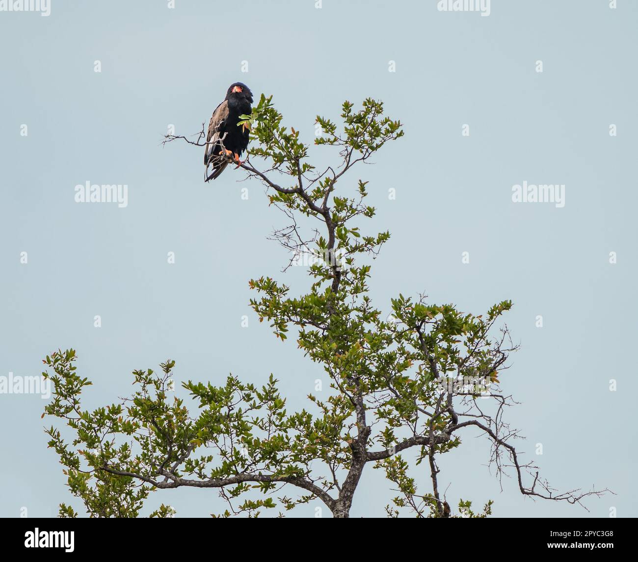 Ein Bateleuradler (Terathopius ecaudatus), der in einem Baum, Okavanga Delta, Botsuana, Afrika, hoch oben steht Stockfoto