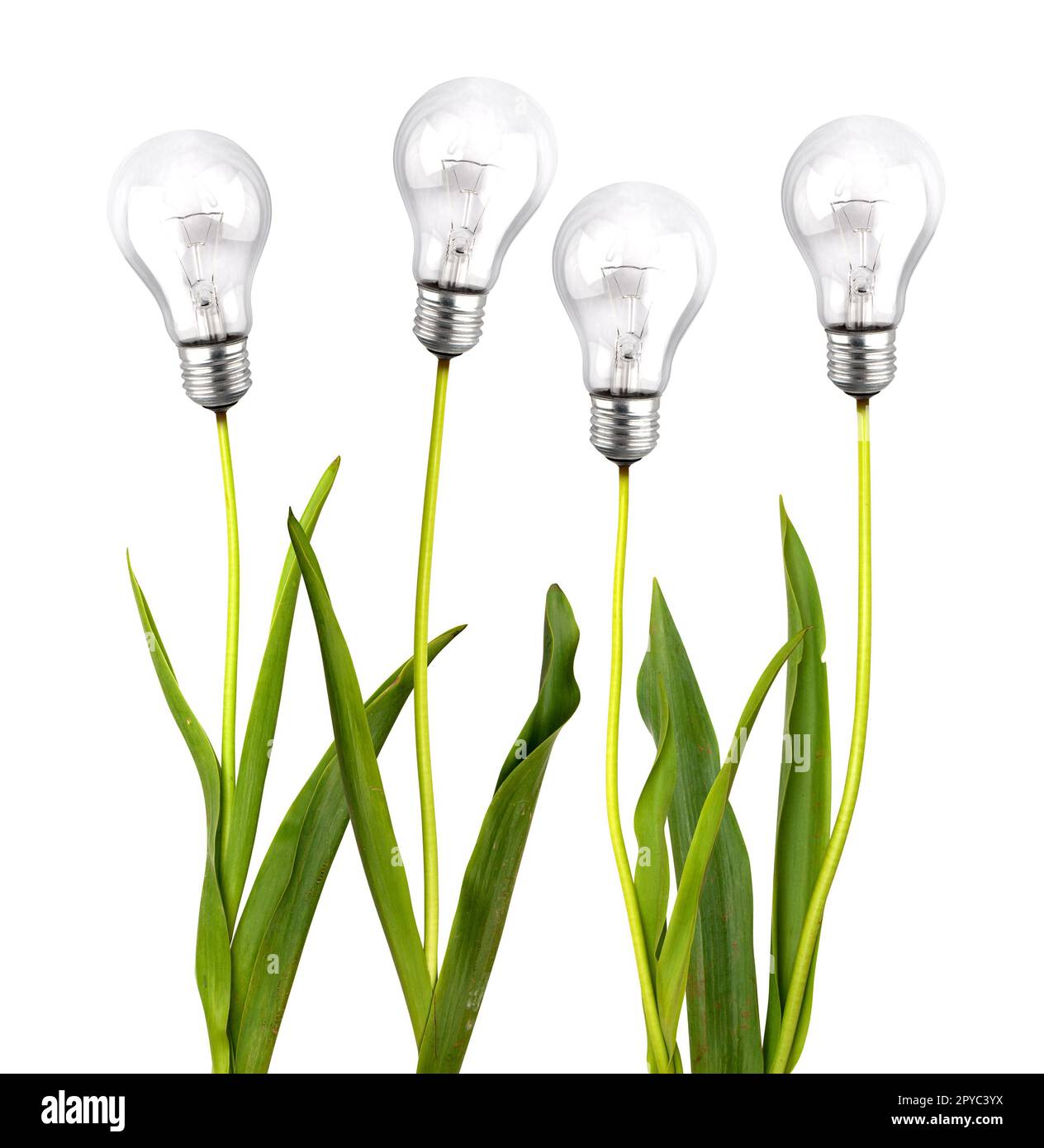 Blumen mit Glühbirne als Nachhaltigkeitskonzept Stockfoto