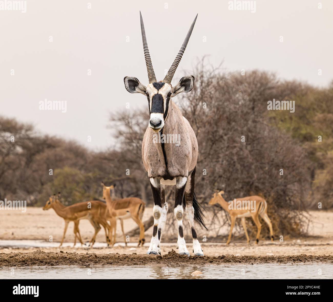 Kalahari-Wüste, Botsuana, Afrika Stockfoto