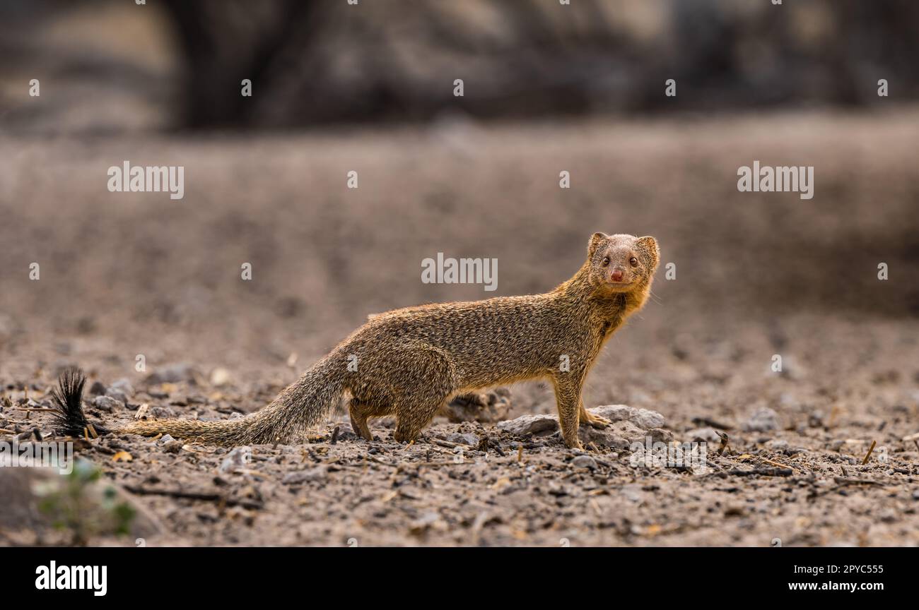 Ein gemeiner schlanker Mungo (Herpestes sanguineus), Kalahari-Wüste, Botsuana, Afrika Stockfoto