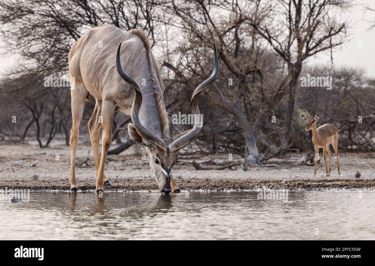 Eine männliche Kudu-Antilope (Tragelaphus strepsiceros), die an einem Wasserloch in der Kalahari-Wüste, Botsuana, Afrika, trinkt Stockfoto