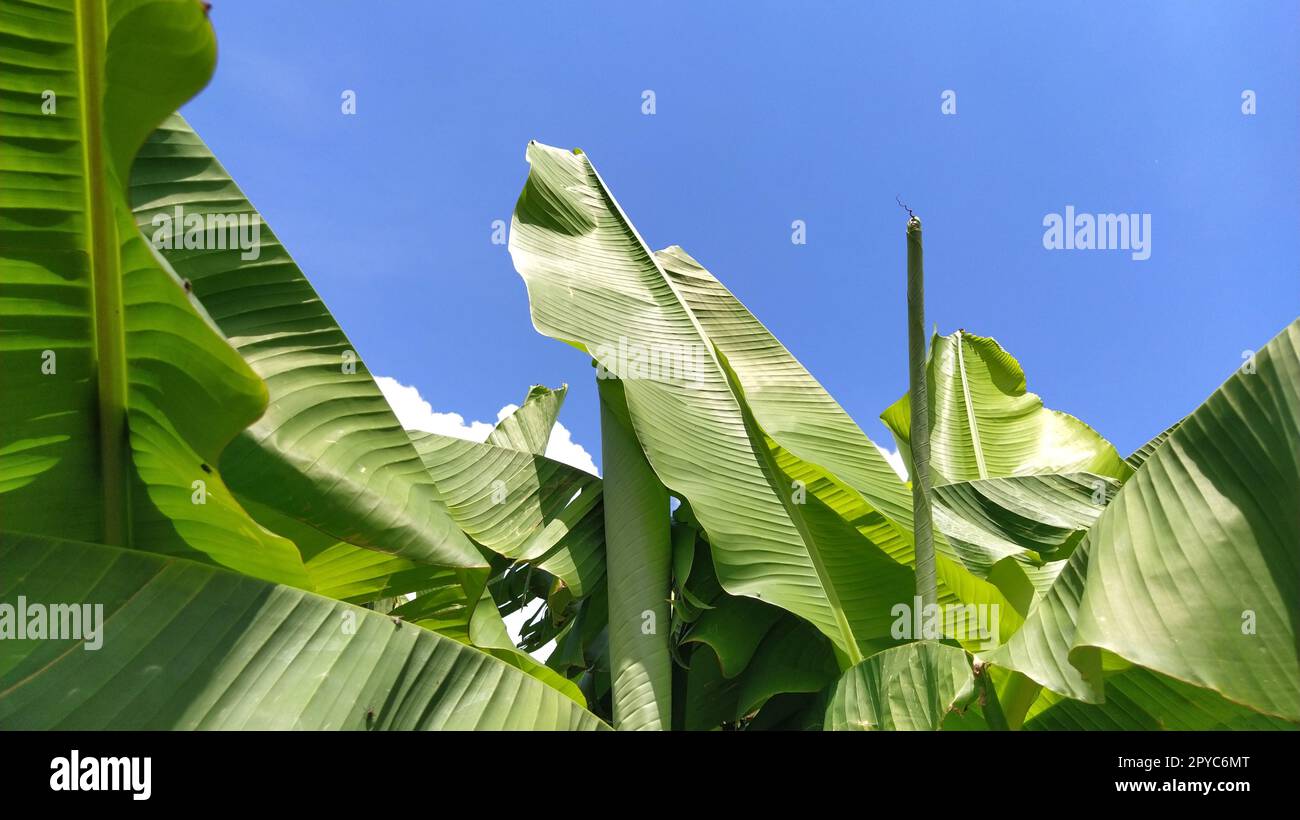 Green Banana Leaf in der Natur, Banana leaf Stockfoto