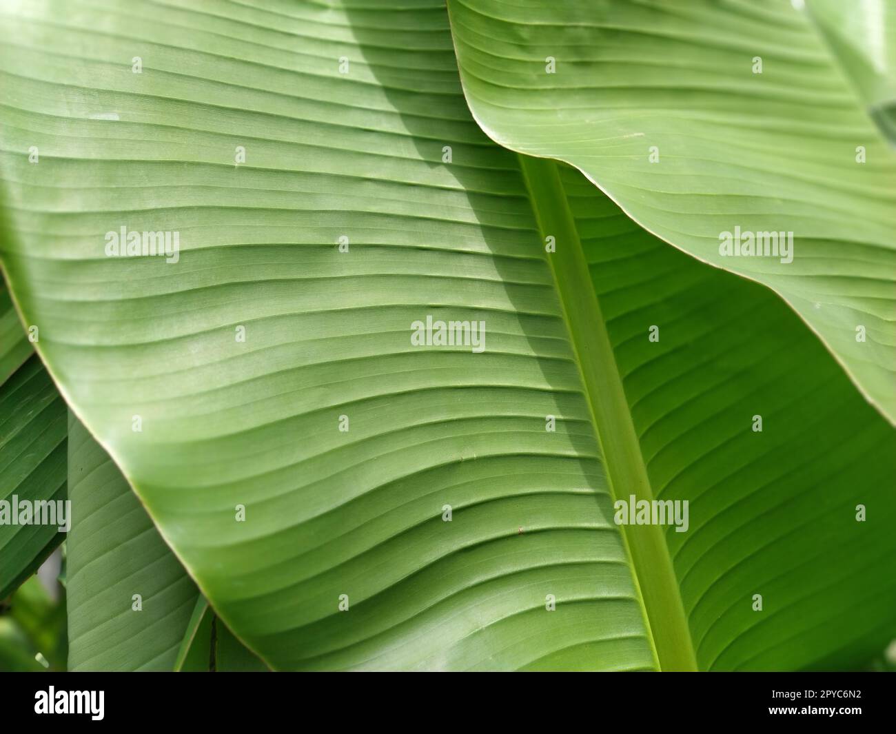 Green Banana Leaf in der Natur, Banana leaf Stockfoto