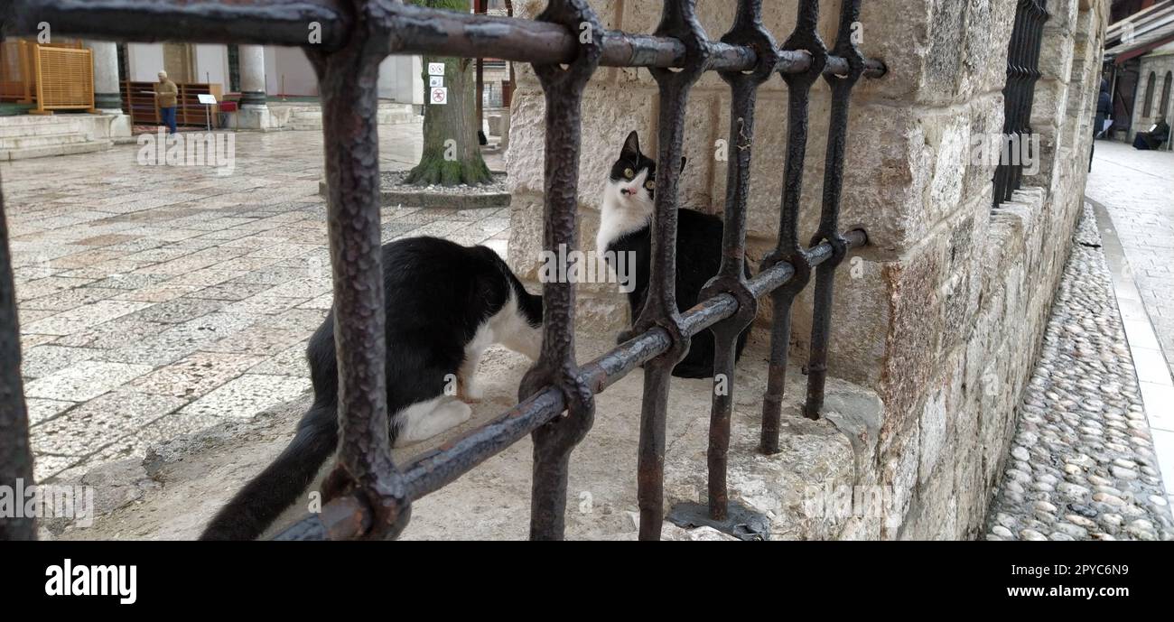 Sarajewo, Bosnien und Herzegowina, 8. März 2020, Katzen in Sarajewo. Zwei schwarz-weiße Katzen hinter einem Metallgitter in der Galeba-Moschee. Marmorzaun mit Gitter Stockfoto