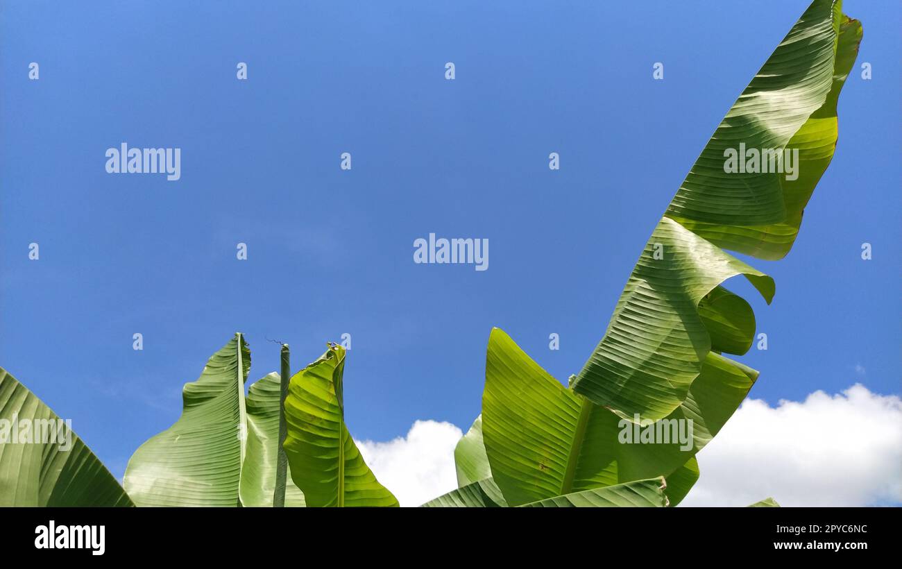 Green Banana Leaf in der Natur, Banana leaf Stockfoto