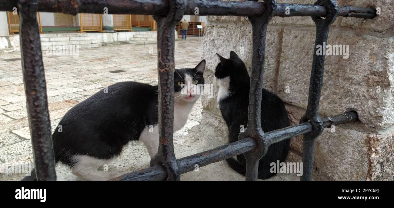 Sarajewo, Bosnien und Herzegowina, 8. März 2020, Katzen in Sarajewo. Zwei schwarz-weiße Katzen hinter einem Metallgitter in der Galeba-Moschee. Marmorzaun mit Gitter Stockfoto