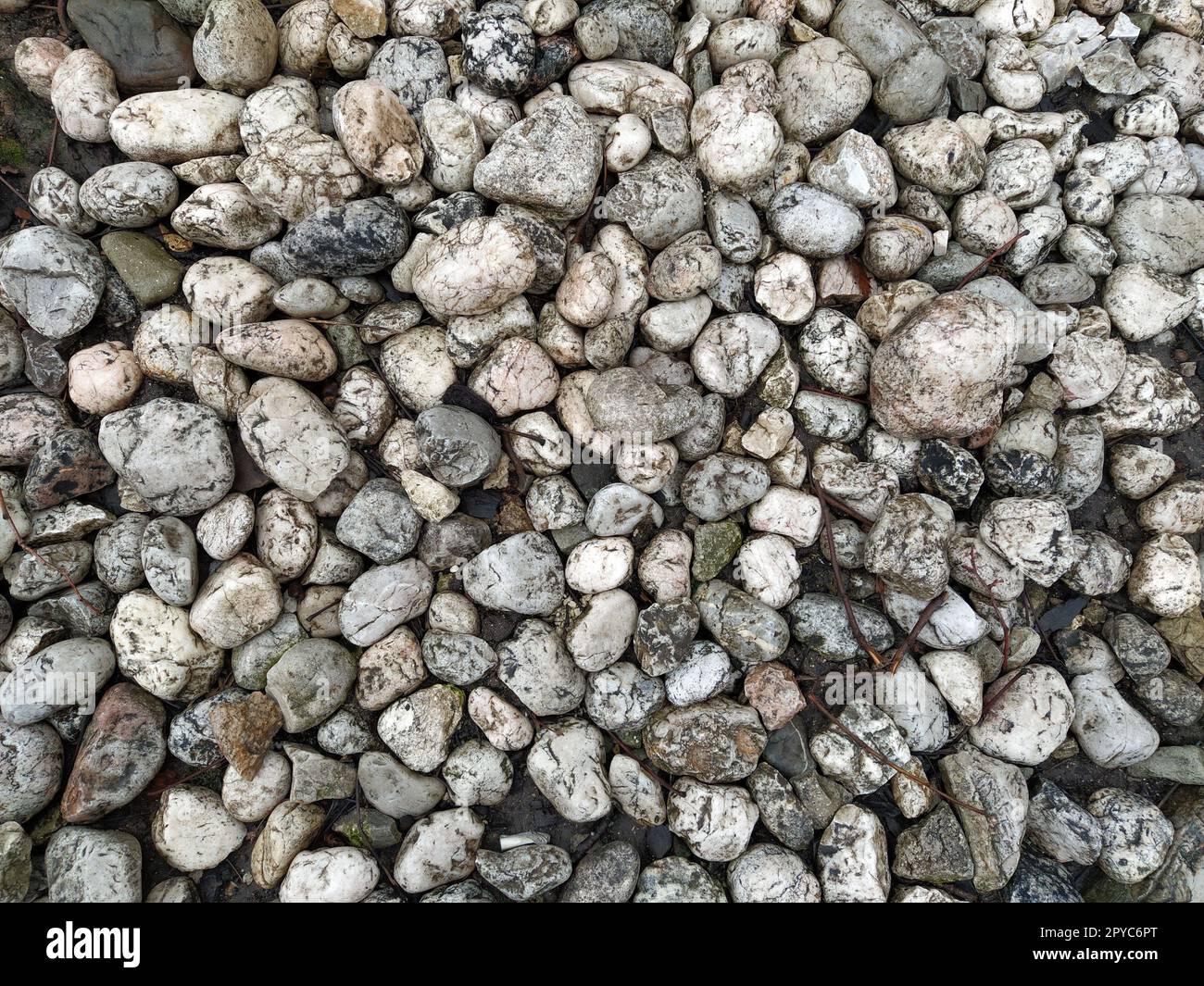 Runde weiße und graue Steine, ähnlich wie heller Marmor. Wunderschöne nasse, glänzende Steine nach Regen. Nahaufnahme bei Tageslicht. Zweige und Blätter Stockfoto