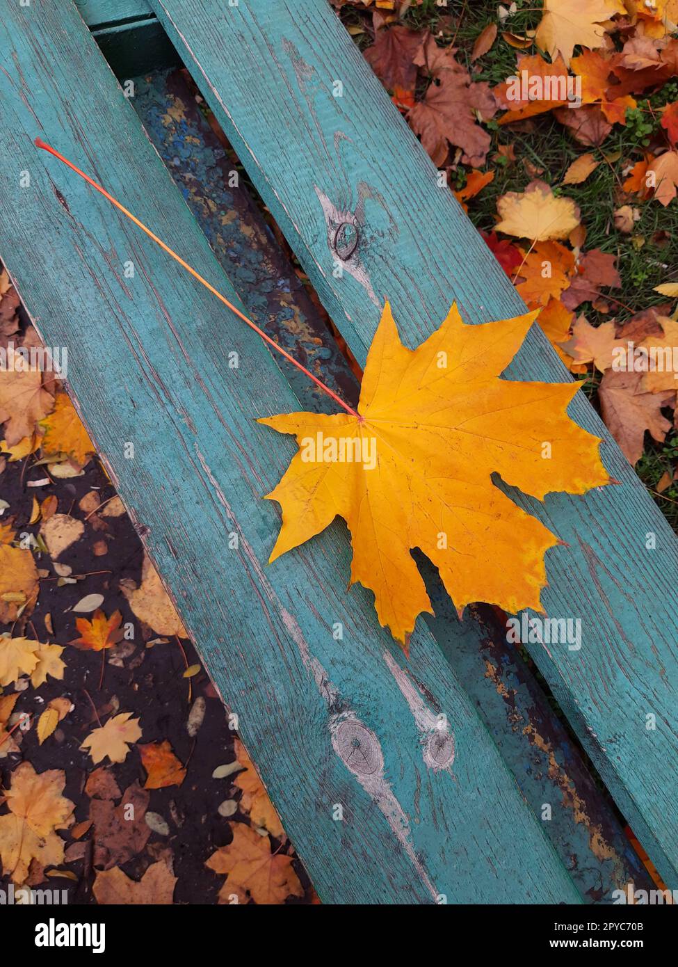 Gelbes Ahornblatt auf einer Holzbank in Nahaufnahme Stockfoto