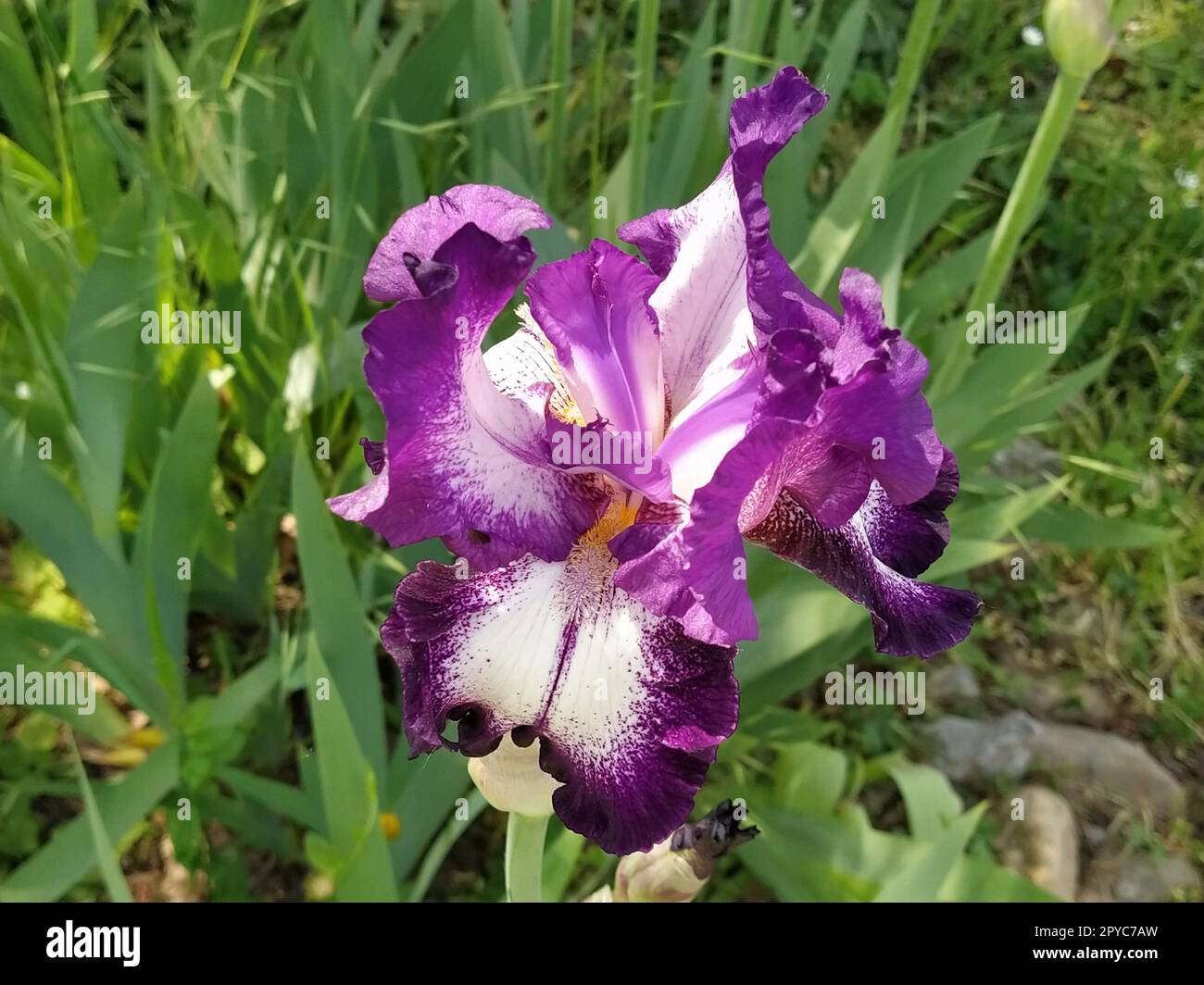 Wunderschöne lila Iris mit einer weißen Mitte. Geschwungene, anmutige, leuchtende Blütenblätter. Grüner unscharfer Hintergrund. Fortpflanzungsgrad der Iris. Große Blütenknospe. Dünne lange Blätter Stockfoto