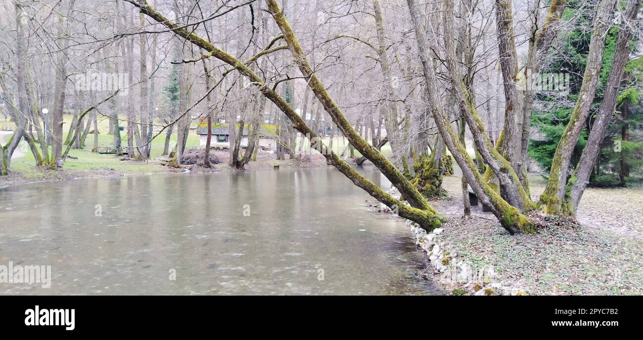 Nationales Naturdenkmal Quelle Bosniens im Kanton Sarajevo. Anfang des Milatsky-Flusses. Kalte Bergbäche vereinen sich in einen Fluss. An der Küste wachsen alte Bäume mit Moos auf den Stämmen. Stockfoto