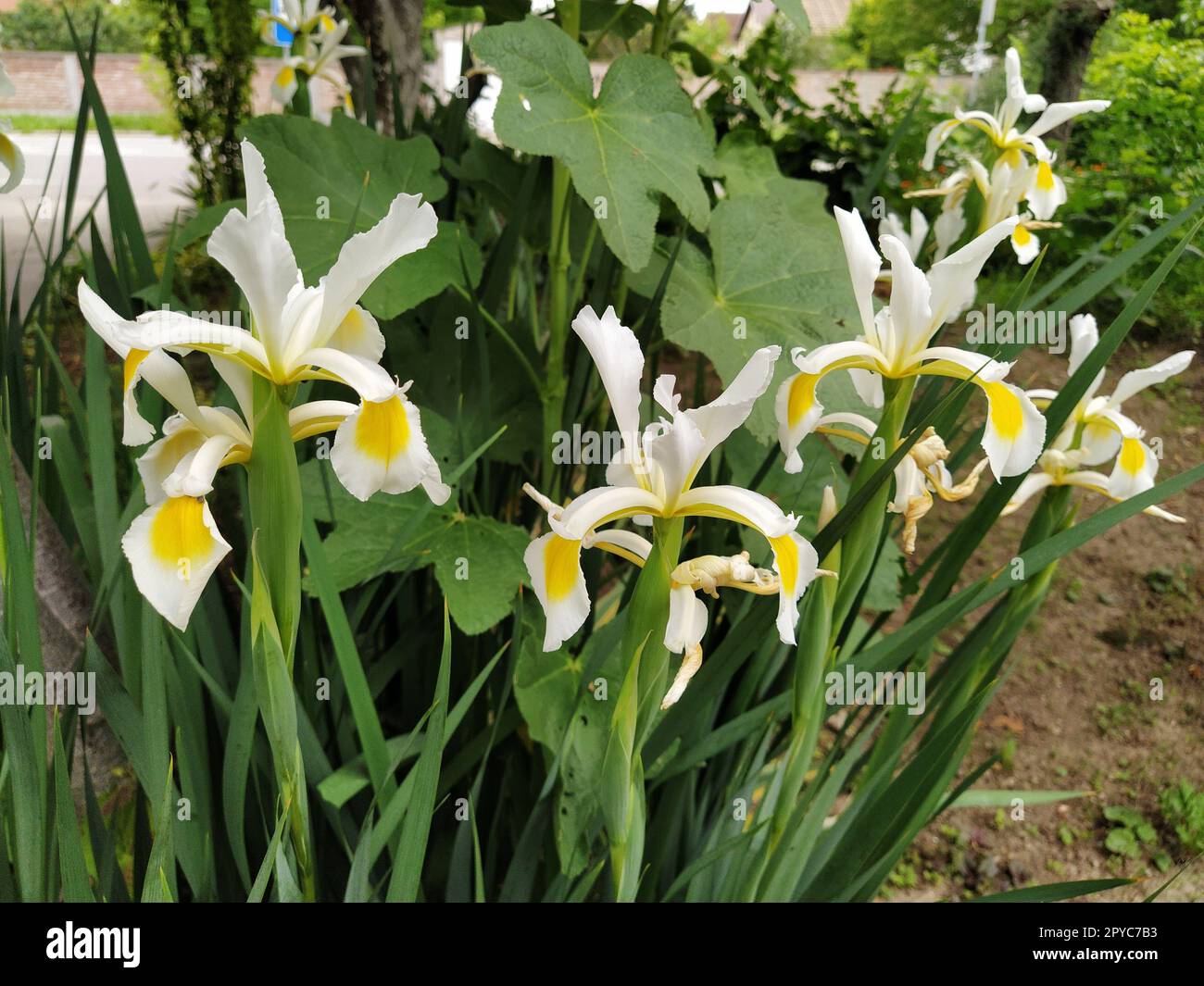 Weiße Iris mit einer gelben Mitte der Blume. Blumenbeet im Garten mit hohen, schönen Pflanzen Stockfoto