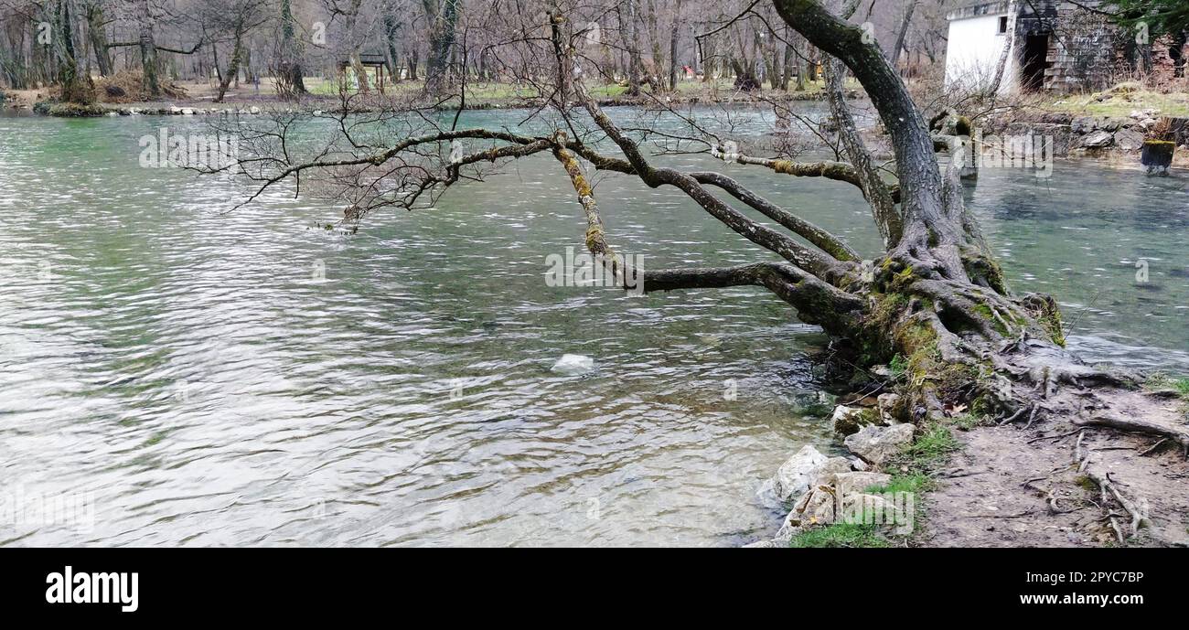 Nationales Naturdenkmal Quelle Bosniens im Kanton Sarajevo. Anfang des Milatsky-Flusses. Kalte Bergbäche vereinen sich in einen Fluss. An der Küste wachsen alte Bäume mit Moos auf den Stämmen. Stockfoto