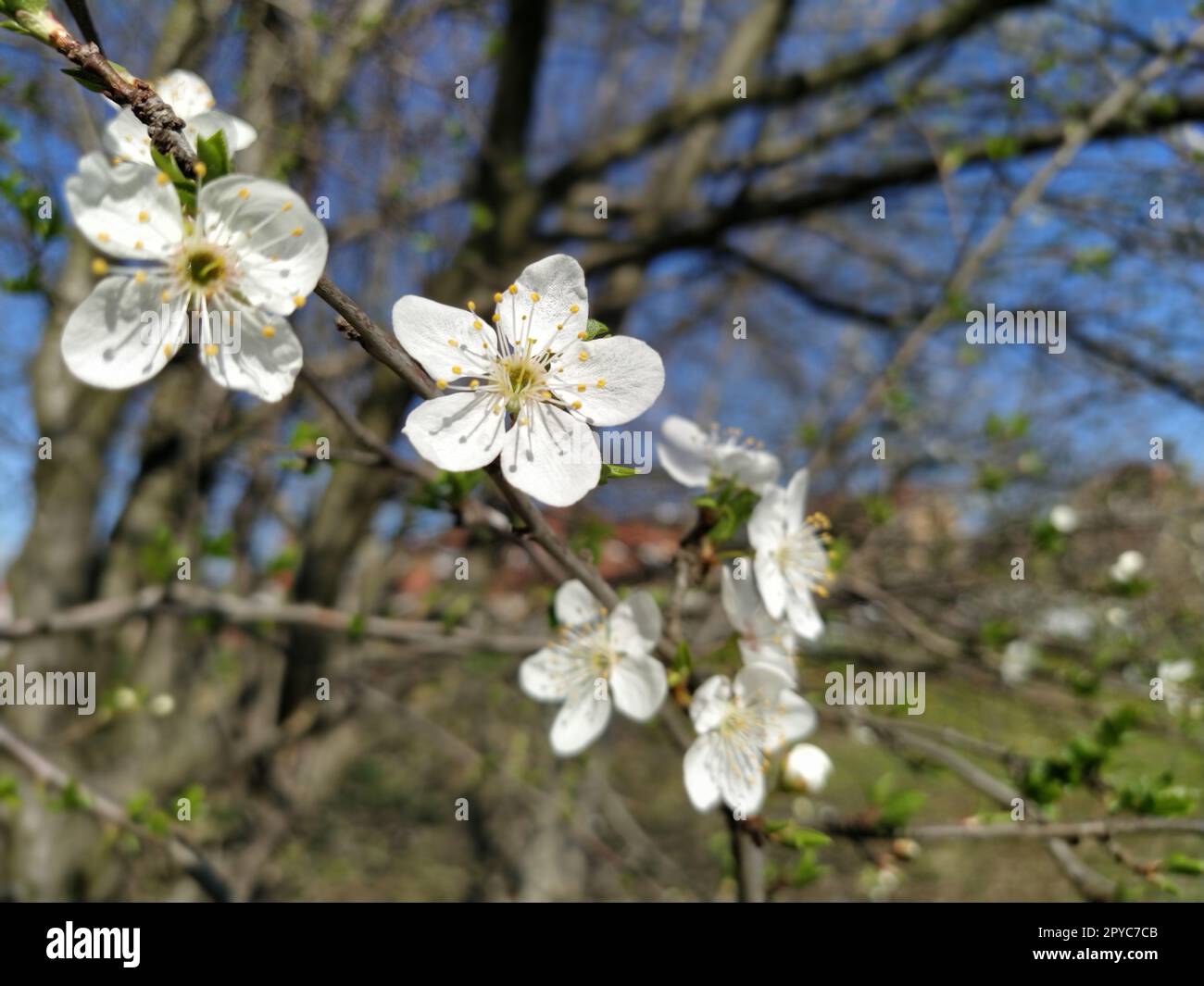 Zarte weiße Blumen eines Apfelbaums. Frühlingsgarten ganz in üppig blühenden weißen Blumen. Pistille und Stäbchen sind bemerkbar. Frühling im Garten. Landwirtschaft. Frostgefahr. Japanische Sakura Stockfoto