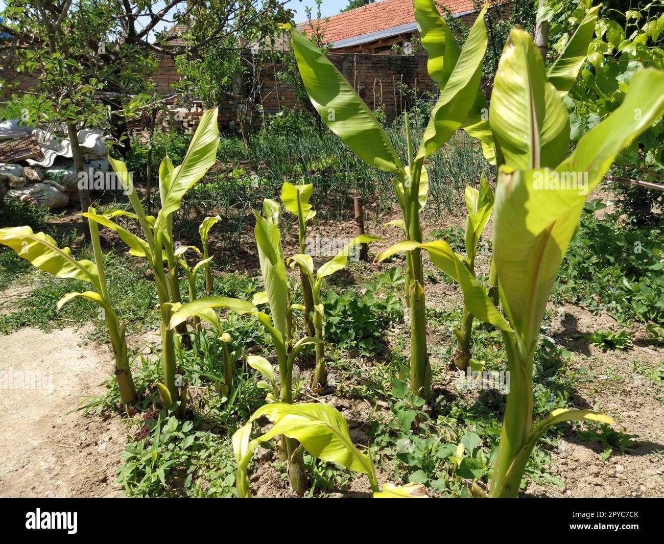 Bananenplantagen dagegen. Bananenfarm. Plantage mit jungen Bananenpflanzen. Im Hintergrund gibt es eine Steinhütte und einen Zaun. Tropische Pflanzen. Neues Erntegut. Bauernhof. Bauernhof Stockfoto
