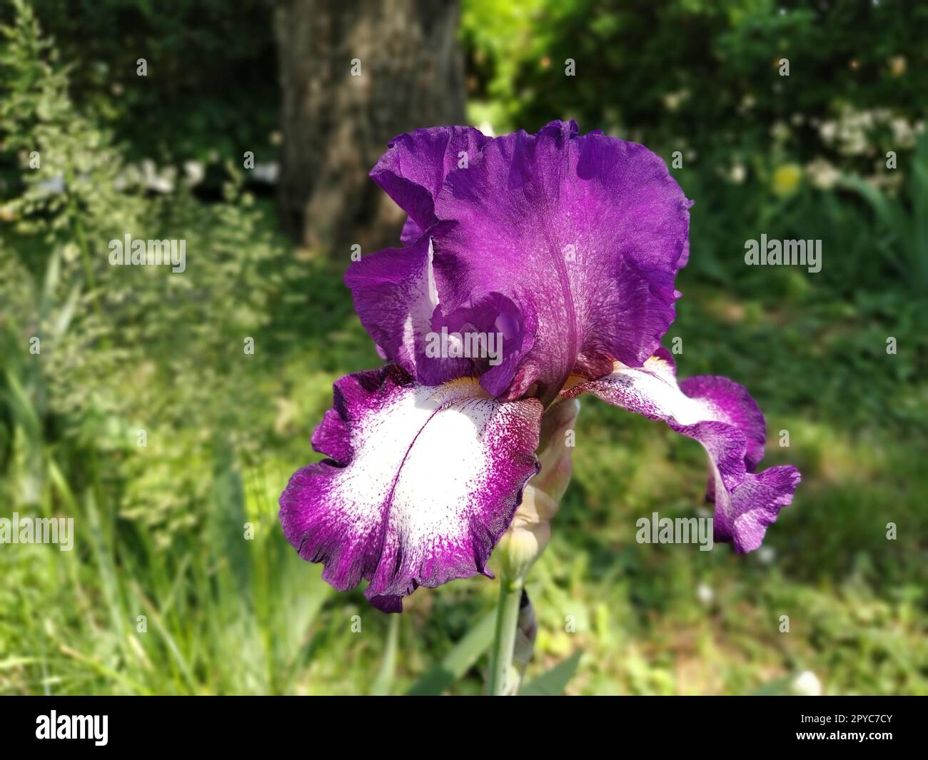 Wunderschöne lila Iris mit einer weißen Mitte. Geschwungene, anmutige, leuchtende Blütenblätter. Grüner unscharfer Hintergrund. Fortpflanzungsgrad der Iris. Große Blütenknospe. Dünne lange Blätter Stockfoto