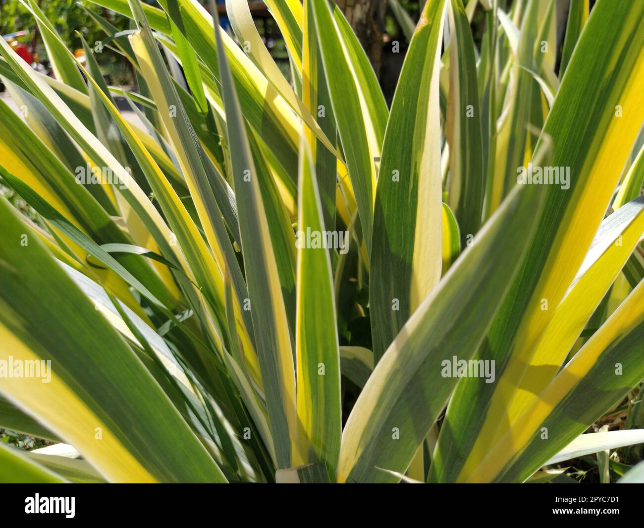 Nahaufnahme von gelb-grün gestreiften Blättern. Iris im Garten. Zur Gattung der mehrjährigen Rhizompflanzen der Iris-Familie. Gelb-grüne, lange gestreifte Blätter. Blumenhintergrund. Gartenarbeit. Stockfoto