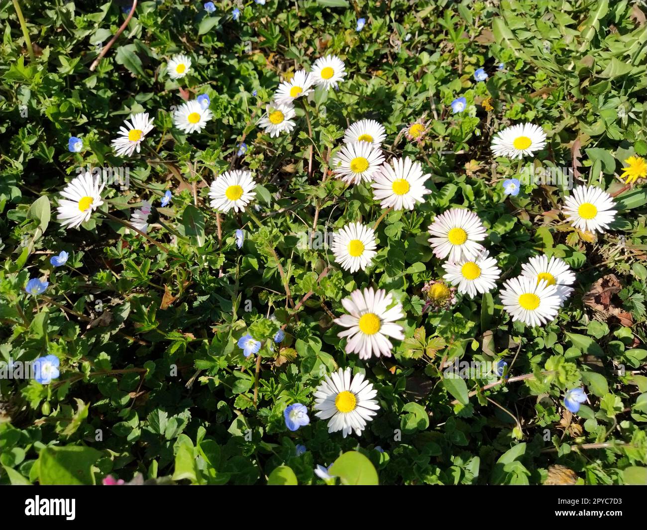 Weiße Gänseblümchen auf dem Rasen an einem Frühlingstag. Kurze Stiele