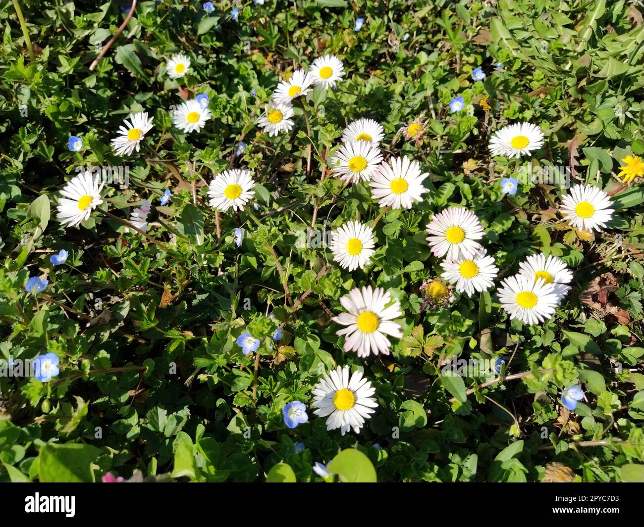 Weiße Gänseblümchen auf dem Rasen an einem Frühlingstag. Kurze Stiele, nur grünes Gras kommt aus dem Boden. Die ersten Schritte im Frühling. Rasen mit Blumen. Erde mit Lehm. Nahaufnahme. Grünes Gras und Kleeblätter. Stockfoto