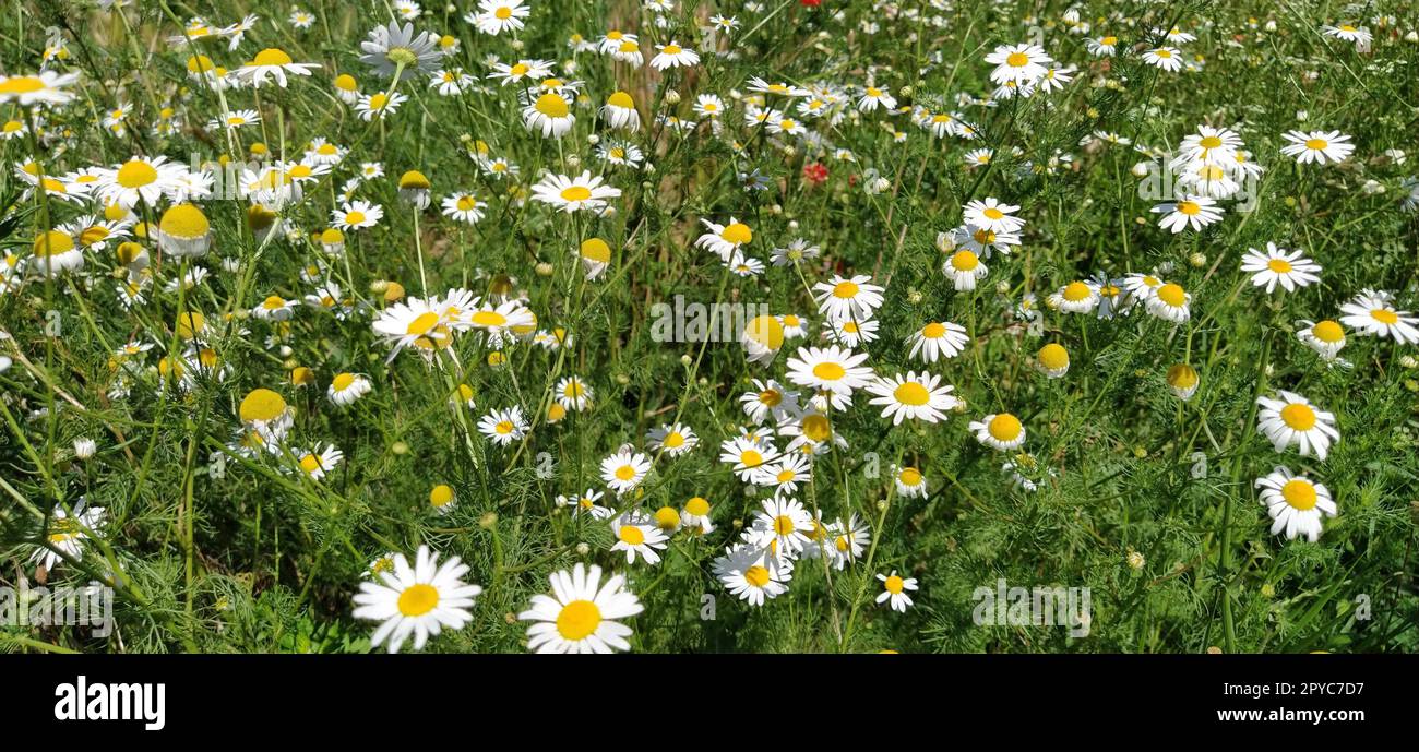 Wunderschöne Gänseblümchen auf der Wiese. Wildblumen und Gras auf dem Feld. Nahaufnahme einer Pflanze an der Seite. Banner Stockfoto