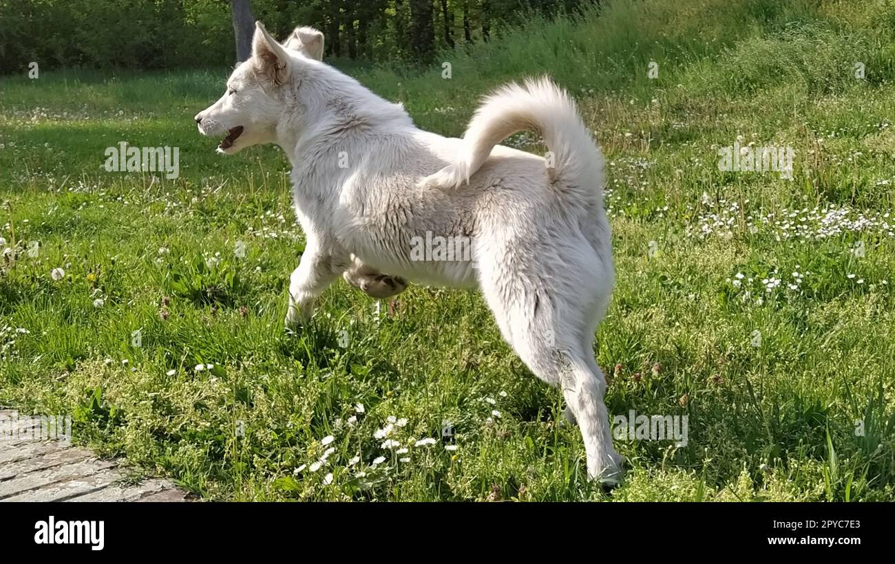 Ein weißer Hund spielt auf einem grünen Rasen. Ein Köter rennt und springt auf dem Feld. Ein zufriedenes Haustier genießt Leben und Freiheit. Obdachlose Tiere. Stadtpark. Sonniges Wetter. Grünes Gras auf dem Rasen Stockfoto