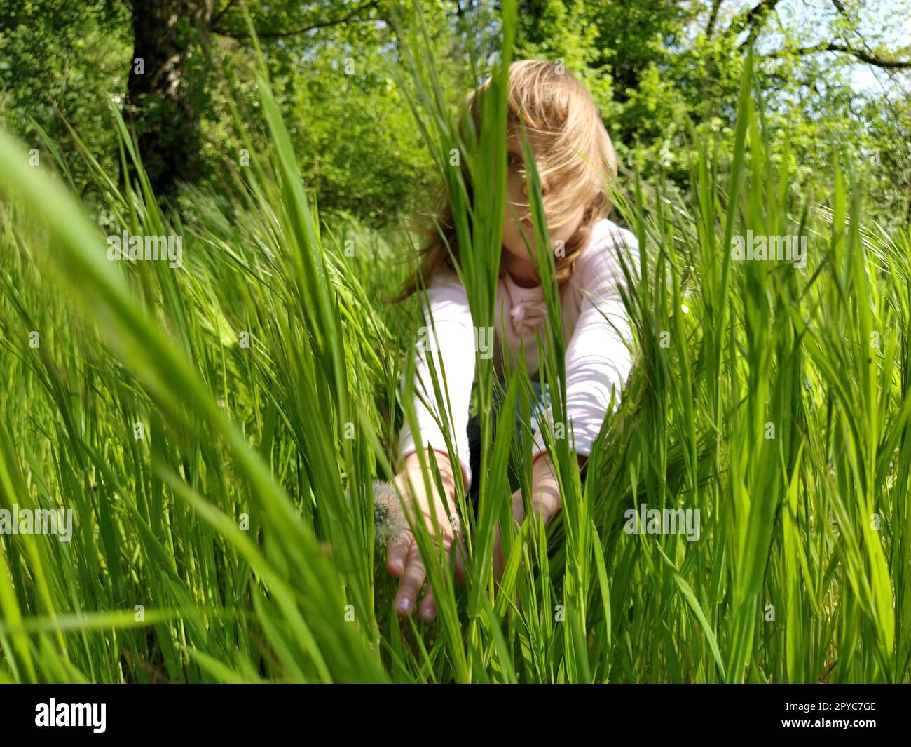 Süßes Mädchen im grünen Gras. Das Kind hat blonde, lange Haare und eine weiße Bluse. Das Mädchen verbreitet großes grünes Gras mit den Händen. Das Konzept der Ökologie und Harmonie mit der Natur. Saisonale Allergie. Stockfoto