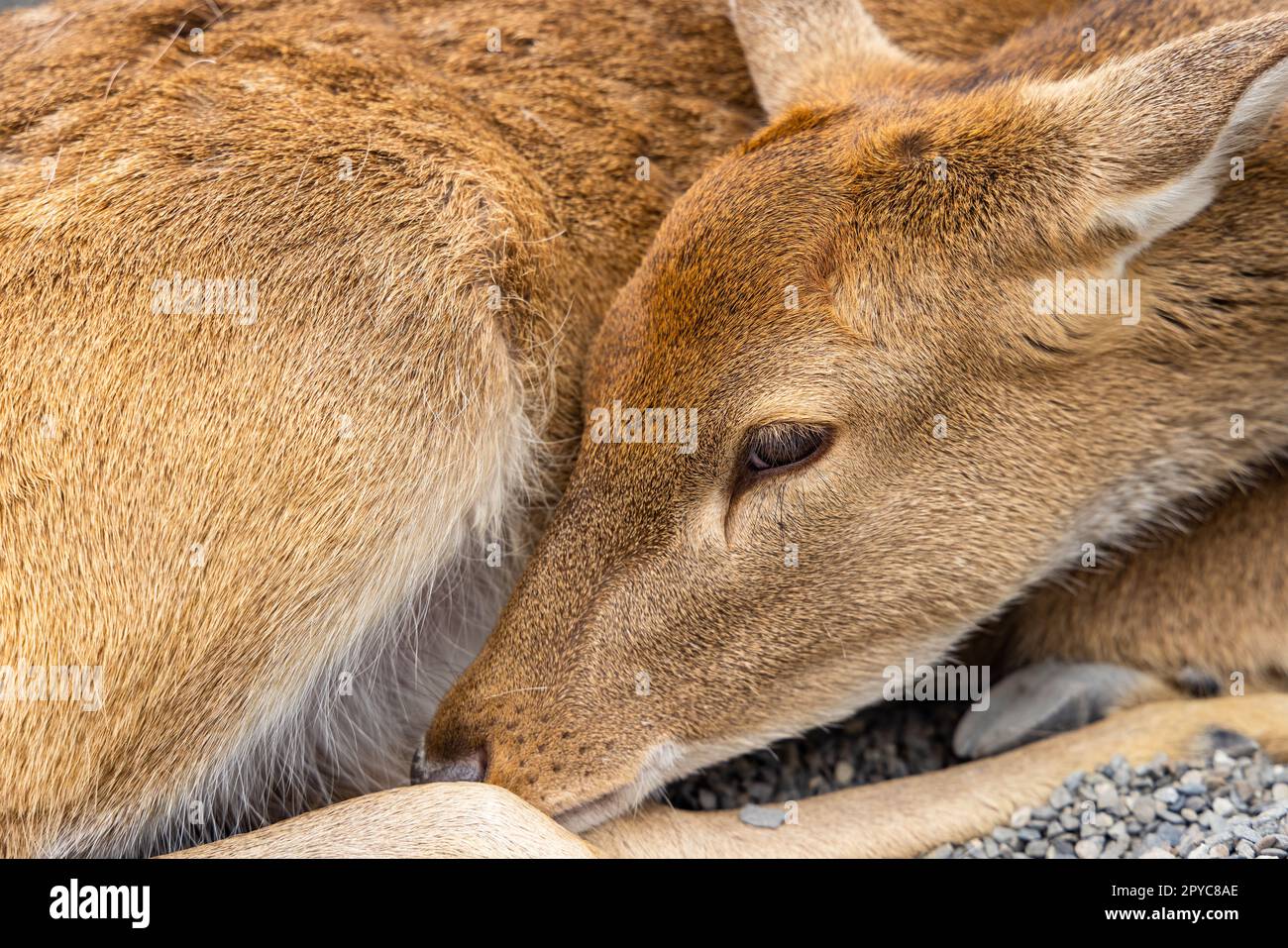 Anmutiger Hirsch, der ein friedliches Nickerchen macht Stockfoto