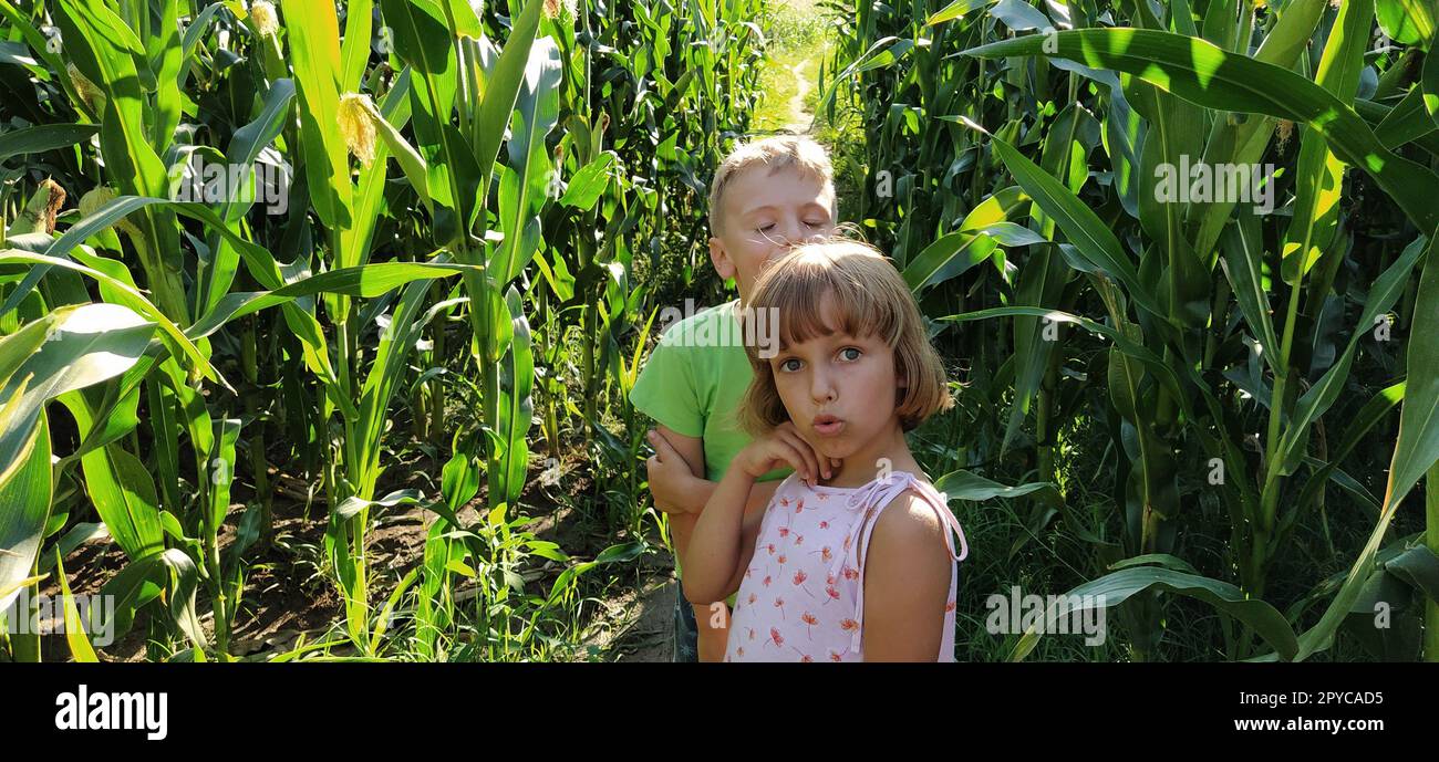 Kinder im Mais. Ein Junge und ein Mädchen im Alter von 6 und 7 Jahren gehen auf dem Weg zwischen großen Maispflanzen. Auf dem Feld spielen. Ich sehe in die Kamera. Sommerzeit. Kinder mit blonden Haaren. Stockfoto