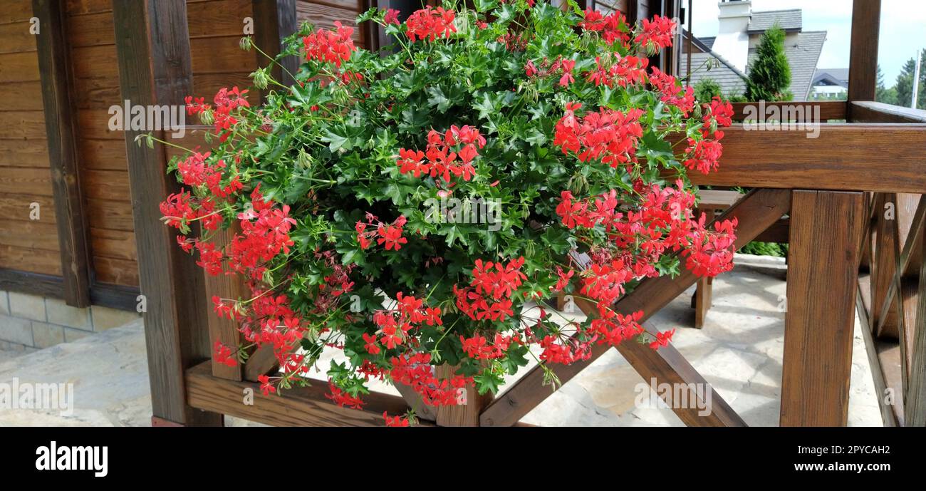 Wunderschöne blühende rote Efeu Geranien Pelargoniums auf einer Terrasse oder einem Balkon. Holzzaun oder Geländer auf der Terrasse aus dunklem Holz Stockfoto