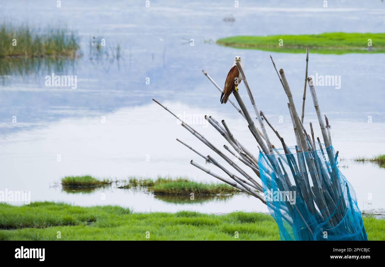 Brahminydrachen oder Seeadler mit rotem Rücken, der auf einer Bambusstange in der Nähe eines Sees sitzt und Beute verfolgt. Diese mittelgroßen Raptorvögel fressen meist Fische und sehen Stockfoto
