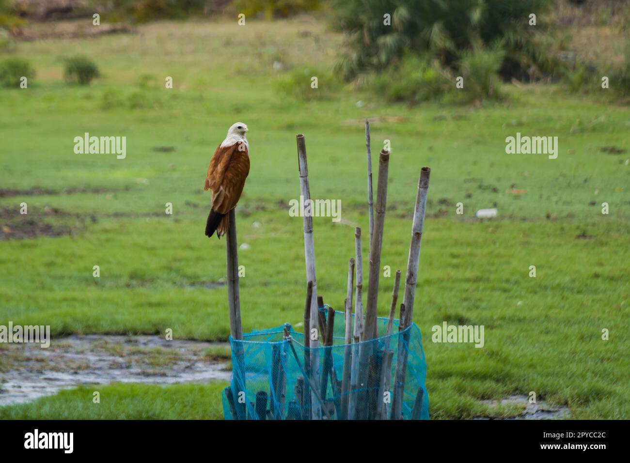 Brahminydrachen oder Seeadler mit roter Rückenlehne, der während der Abenddämmerung auf einem Ast sitzt und Beute stalkt. Diese mittelgroßen Raptorvögel fressen hauptsächlich Fische Stockfoto