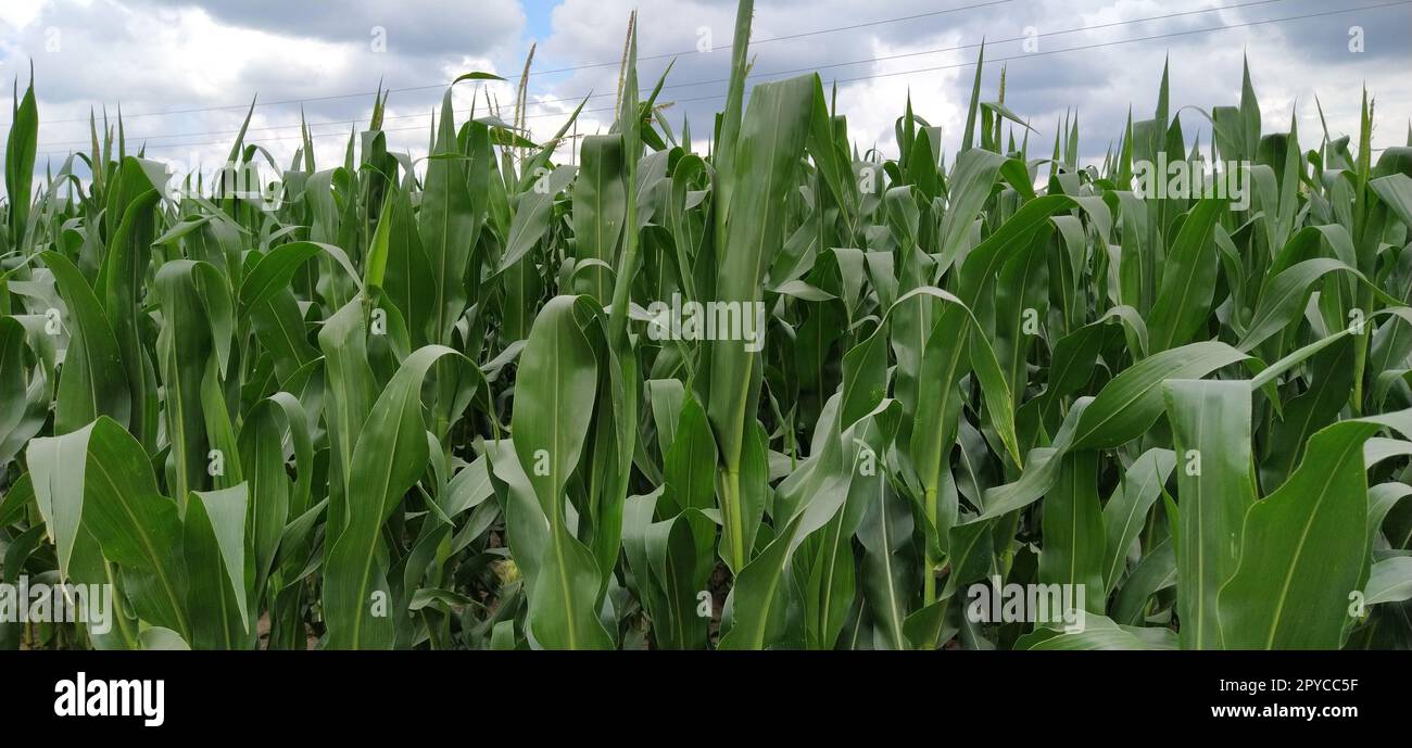 Maispflanzen. Feld mit wachsendem Mais. Landwirtschaftskonzept. Landbau und Pflanzenproduktion. Agrarindustrie Stockfoto
