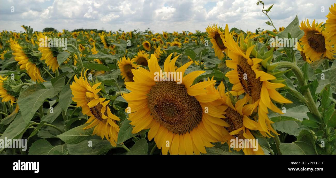 Feld der blühenden Sonnenblumen. Schöne gelbe, große Blumen mit dunkler Mitte. Landwirtschaftskonzept. Große grüne Blätter mit gelben Pollen, die darauf gefallen sind. Landschaft oder Panorama Stockfoto