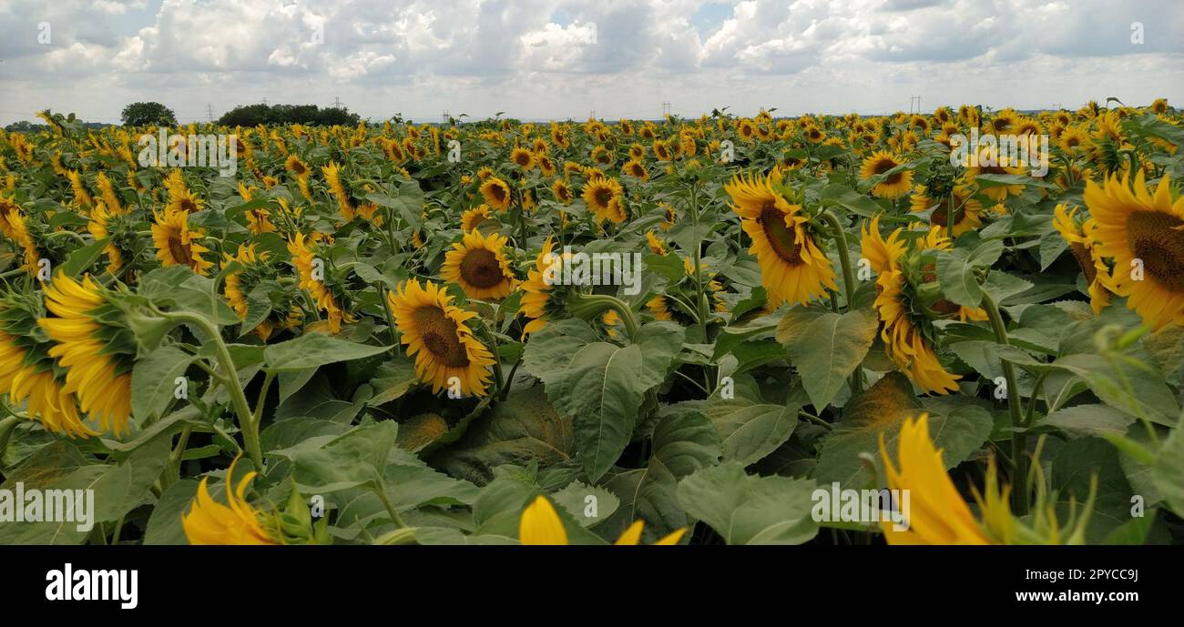 Feld der blühenden Sonnenblumen. Schöne gelbe, große Blumen mit dunkler Mitte. Landwirtschaftskonzept. Große grüne Blätter mit gelben Pollen, die darauf gefallen sind. Stockfoto