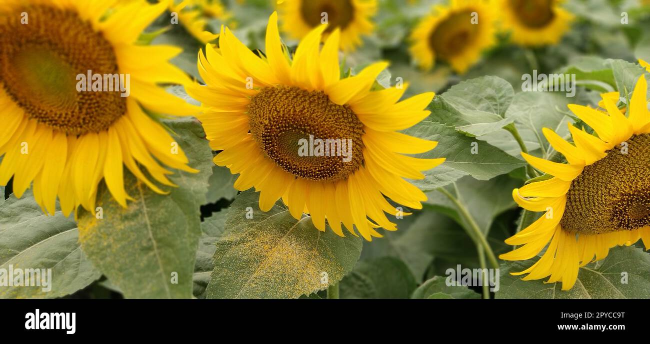 Feld der blühenden Sonnenblumen. Schöne gelbe, große Blumen mit dunkler Mitte. Landwirtschaftskonzept. Große grüne Blätter mit gelben Pollen, die darauf gefallen sind. Landschaft oder Panorama Stockfoto
