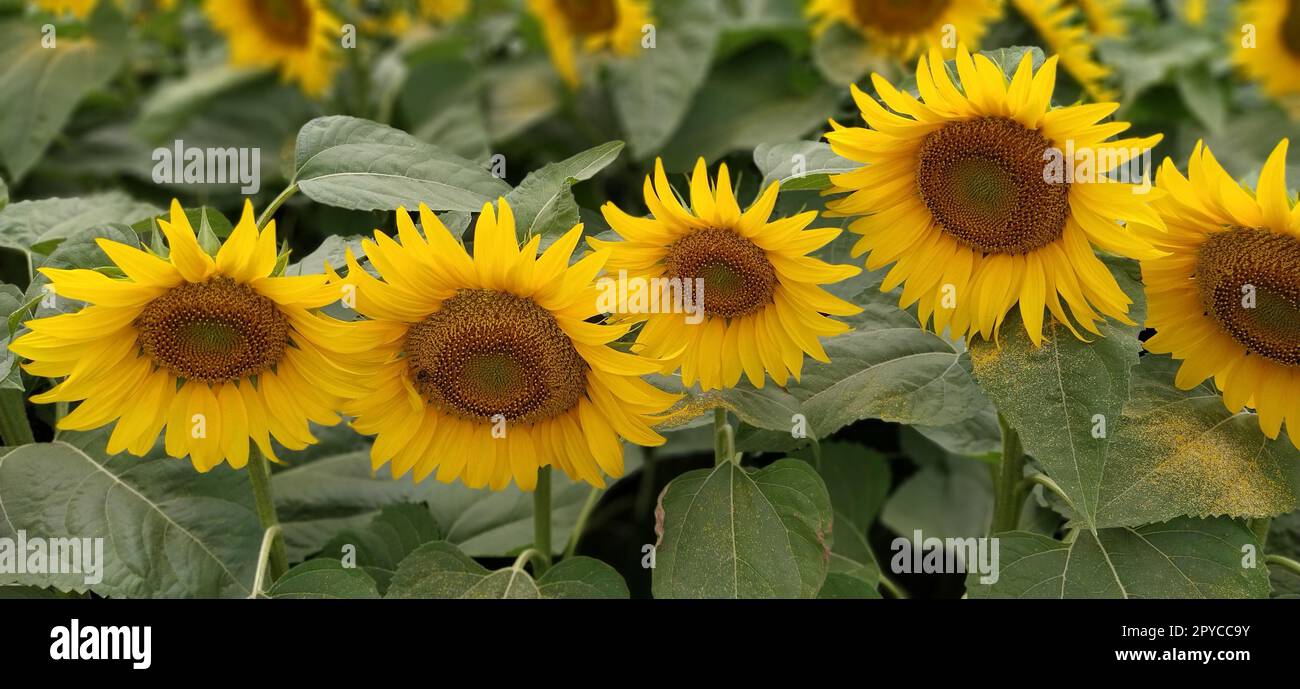 Feld der blühenden Sonnenblumen. Schöne gelbe, große Blumen mit dunkler Mitte. Landwirtschaftskonzept. Große grüne Blätter mit gelben Pollen, die darauf gefallen sind. Landschaft oder Panorama Stockfoto