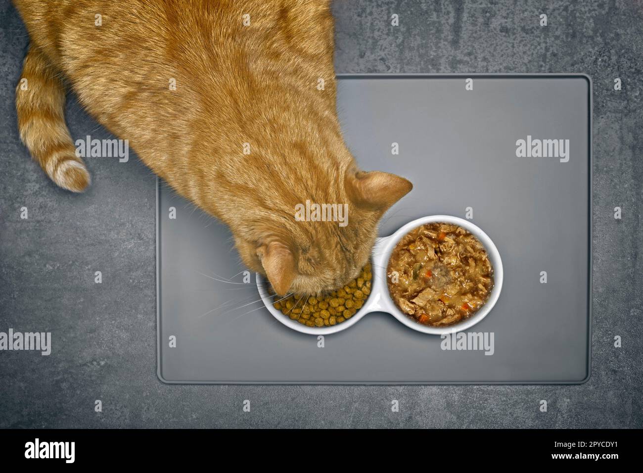 Ingwerkatze isst Trockenfutter neben einer Fütterschüssel mit nassem Essen, direkt von oben gesehen. Stockfoto