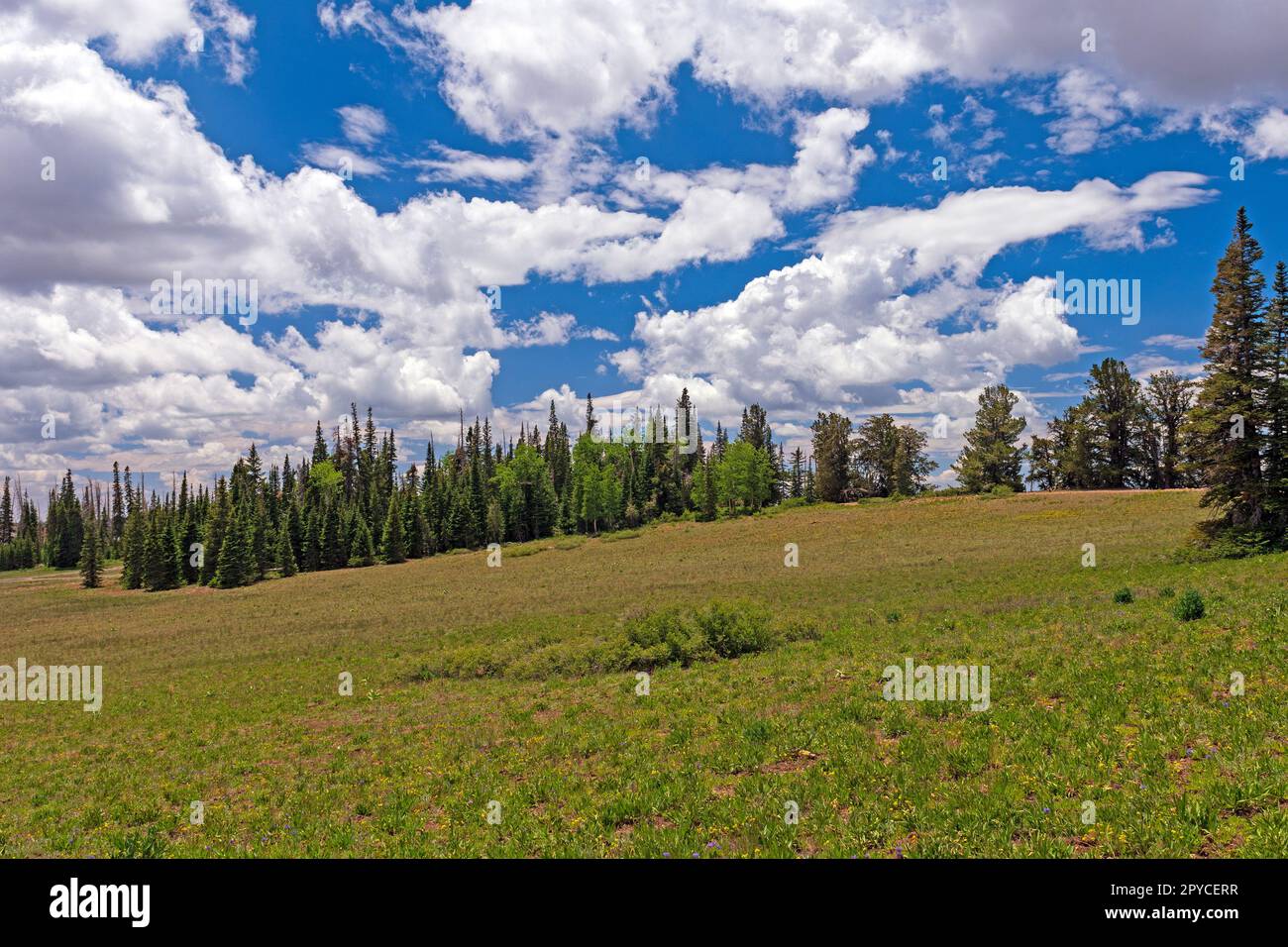 Mountain Meadow an einem sonnigen Sommertag Stockfoto