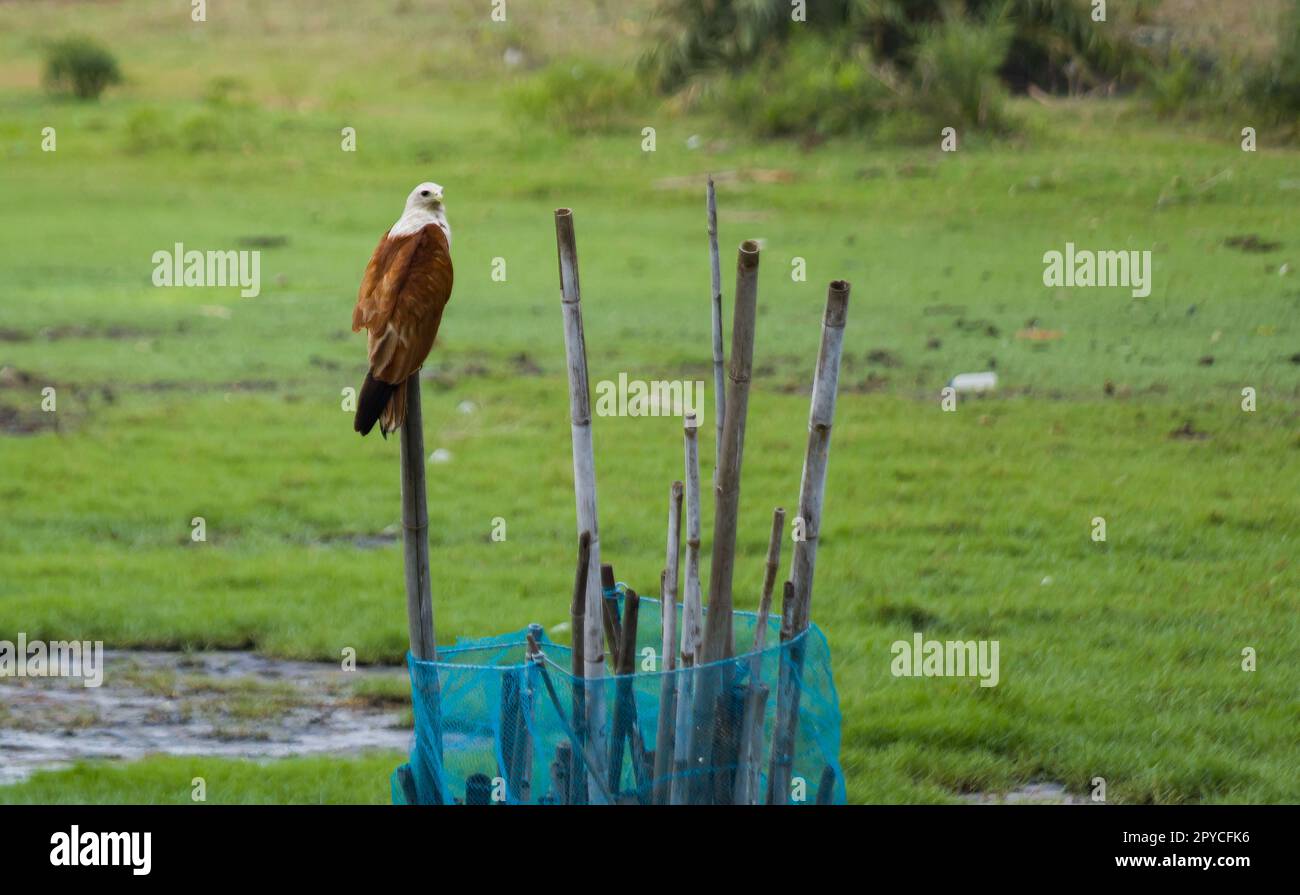 Brahminydrachen oder Seeadler mit roter Rückenlehne, der während der Abenddämmerung auf einem Ast sitzt und Beute stalkt. Diese mittelgroßen Raptorvögel fressen hauptsächlich Fische Stockfoto